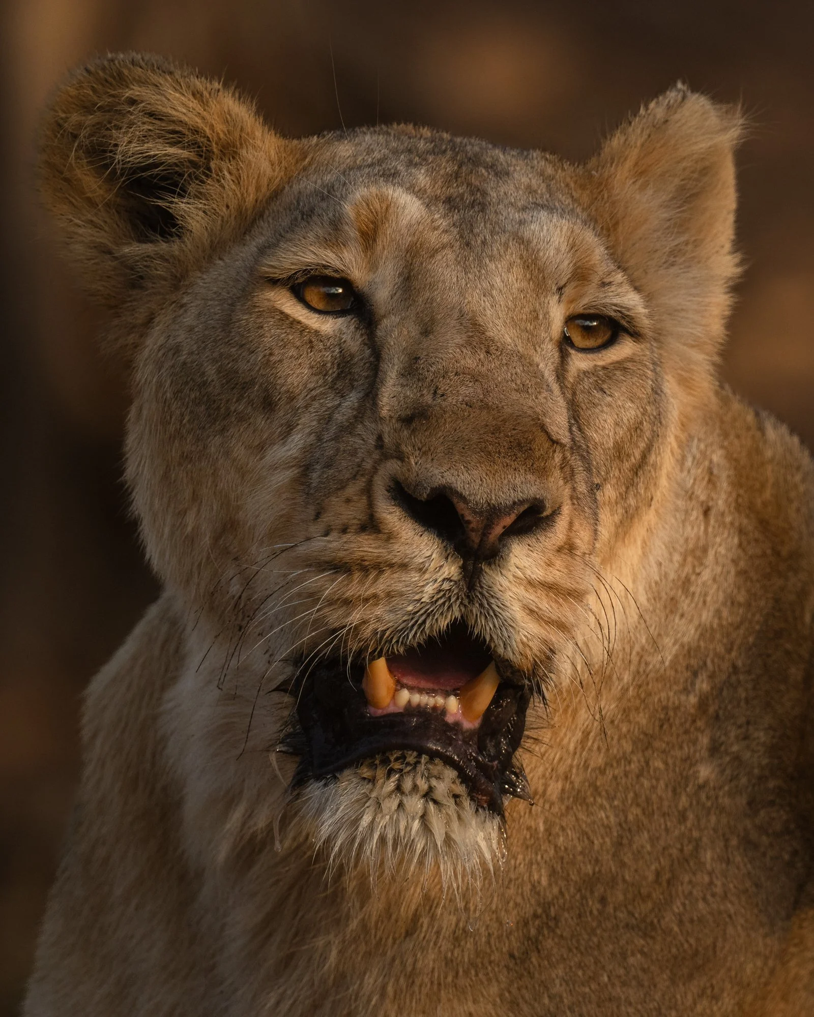 Lioness-0685.jpg