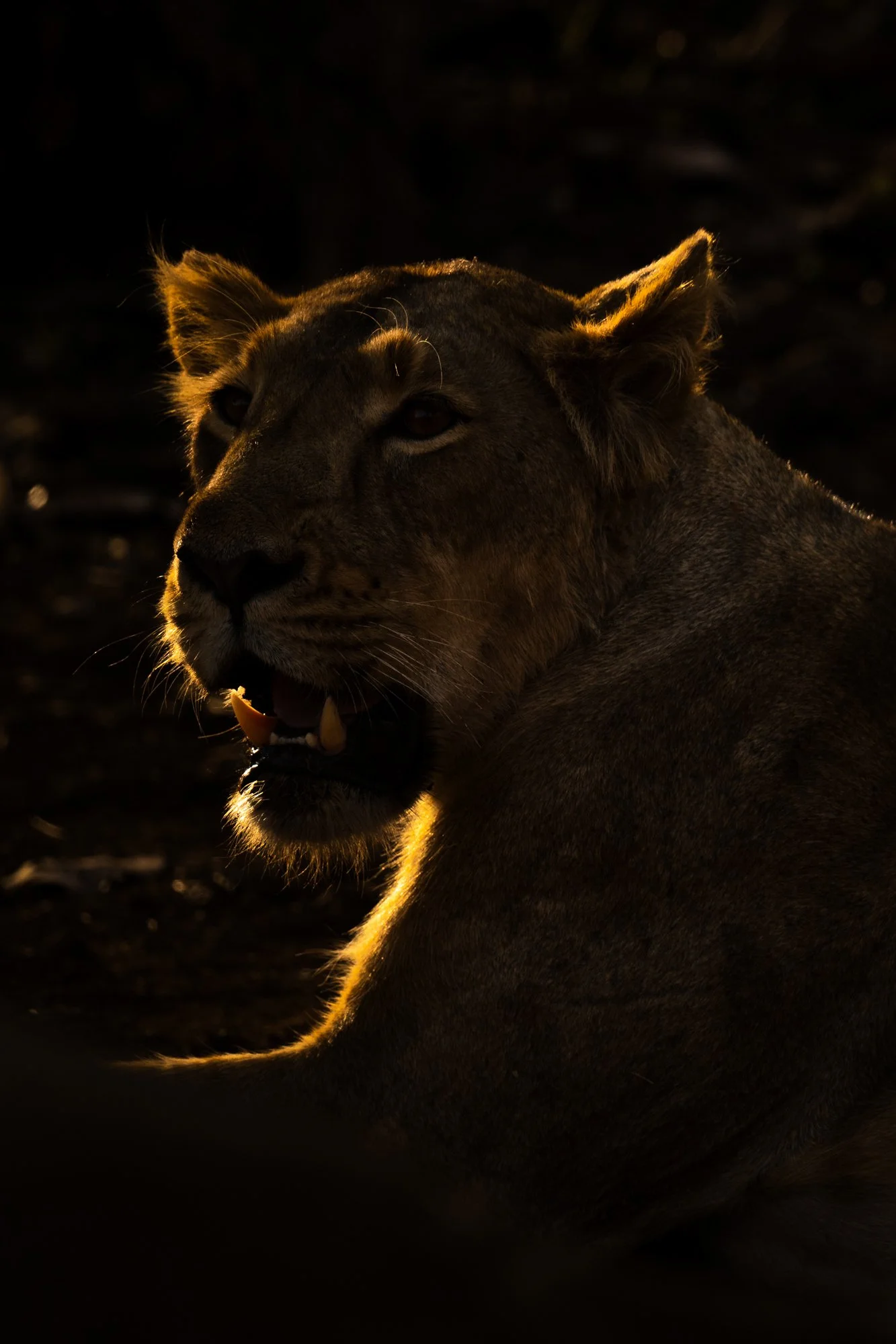 Lioness-9258.jpg