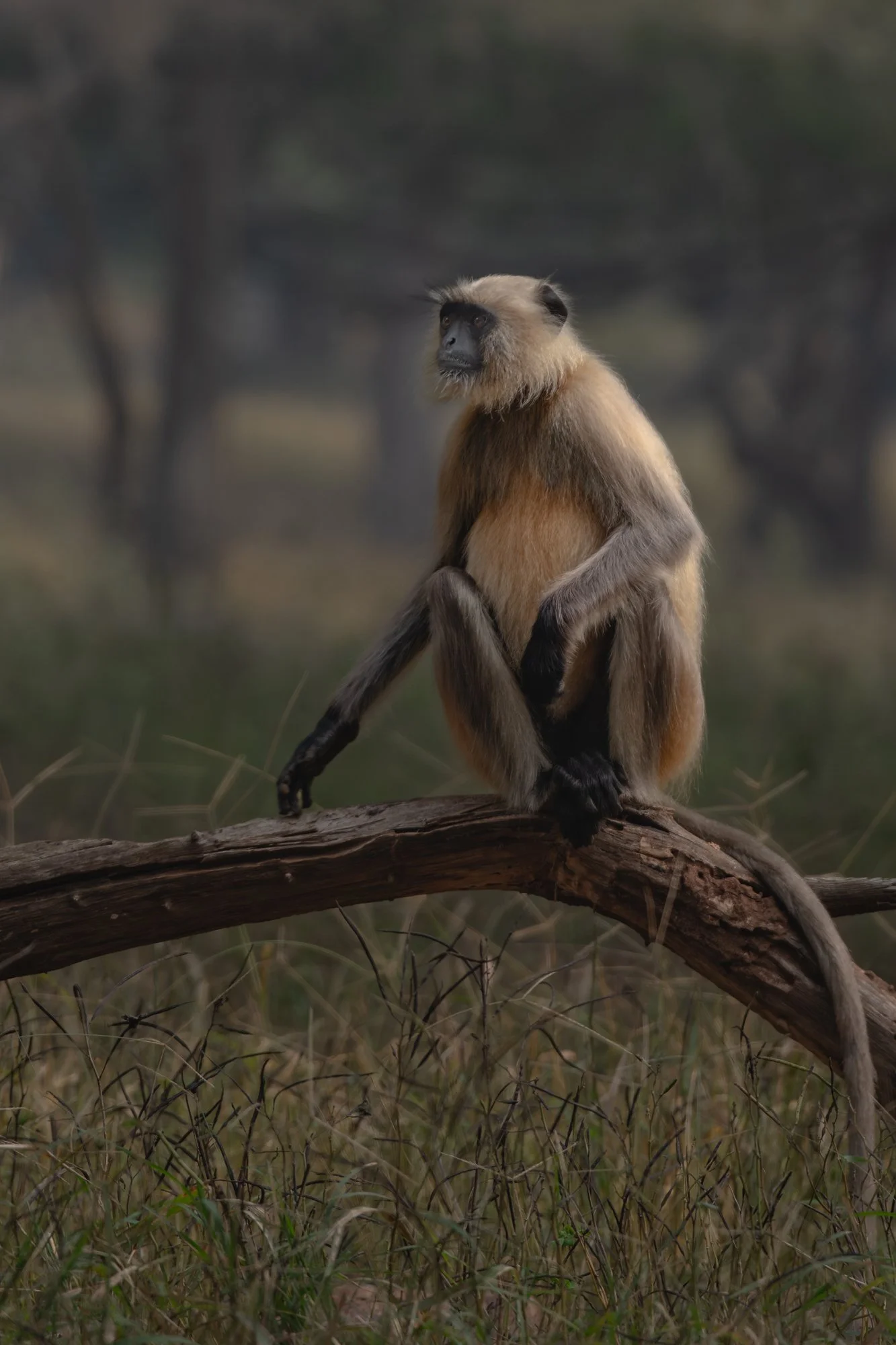 langur-.jpg