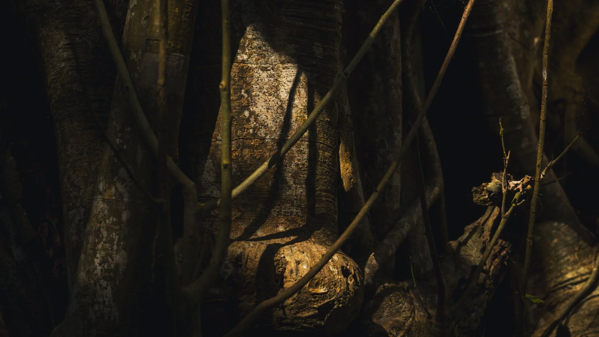 Tokay gecko 7762-.jpg