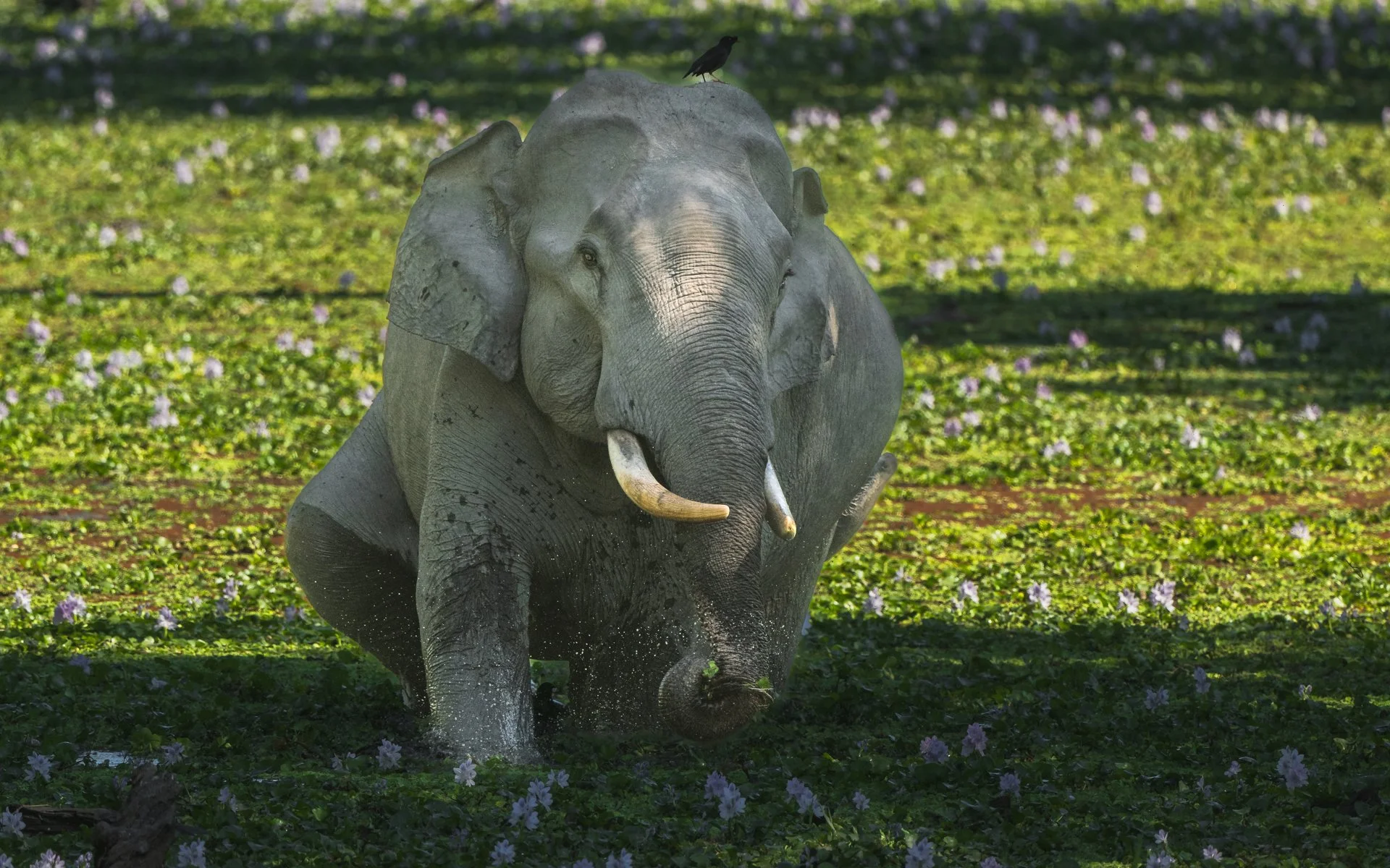 Elephant-0315.jpg
