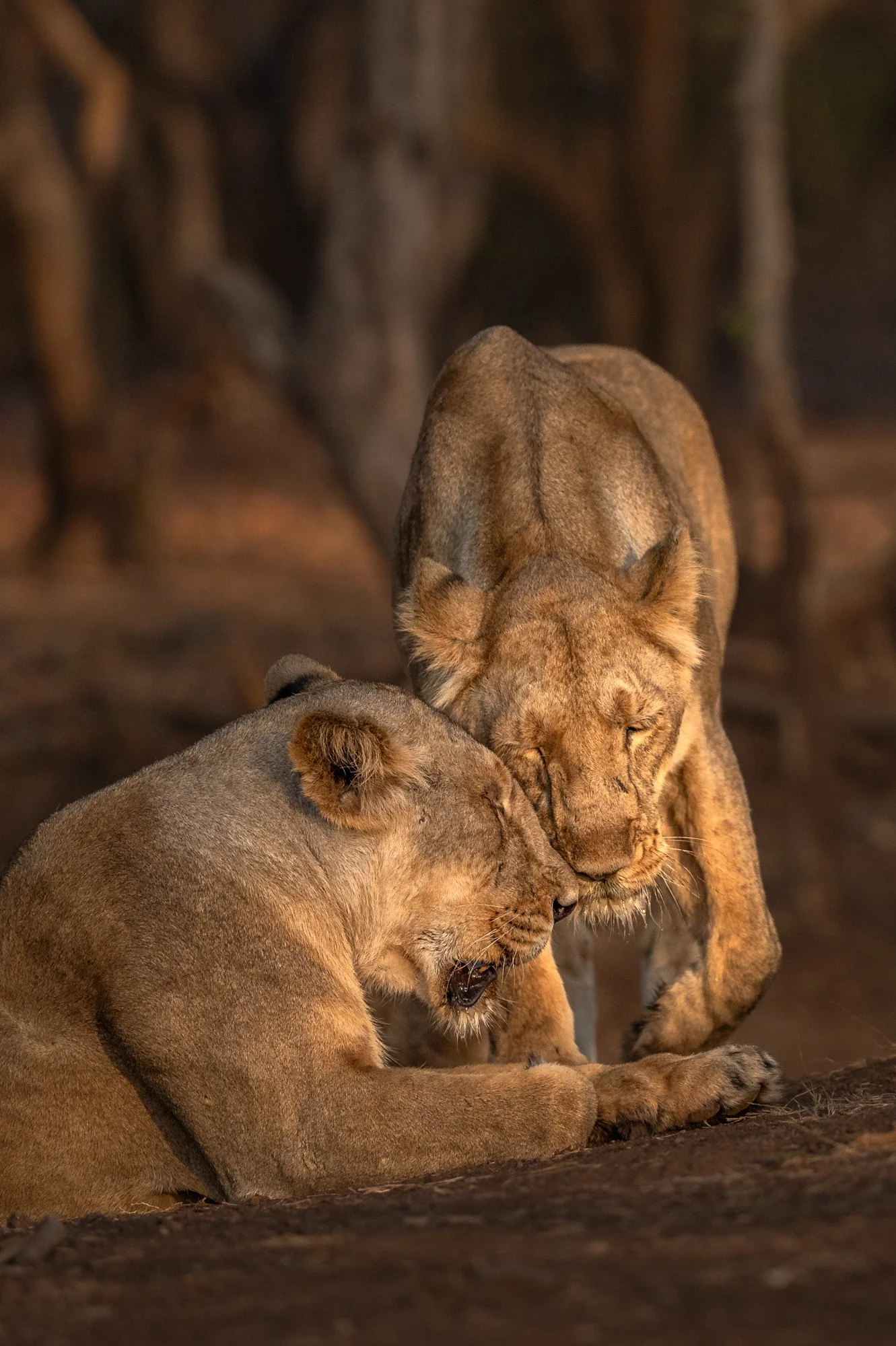 Lion Bonding-3675.jpg