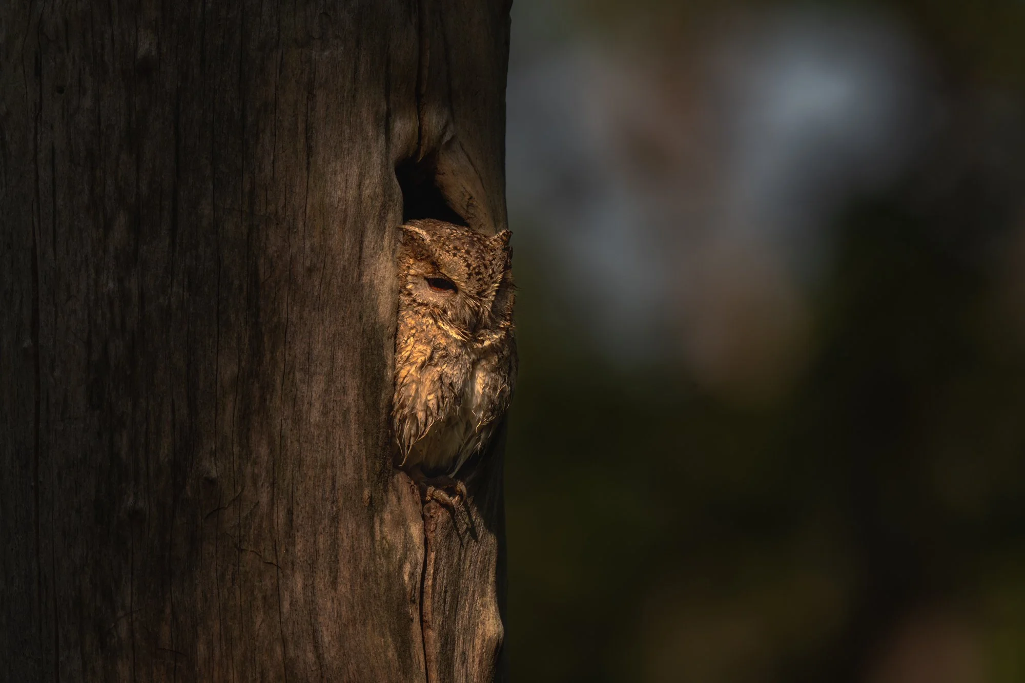 Scops owl-3182-.jpg