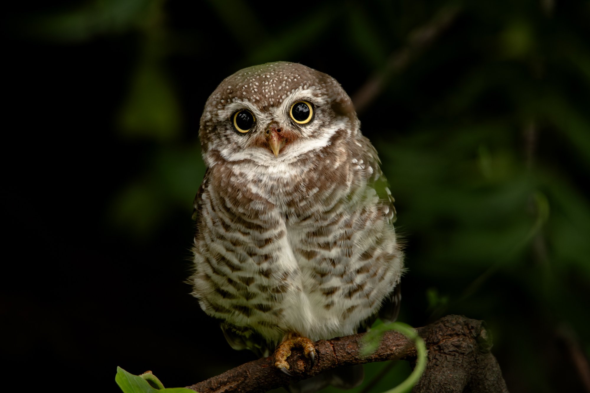 Spotted owlet - 1366-.jpg