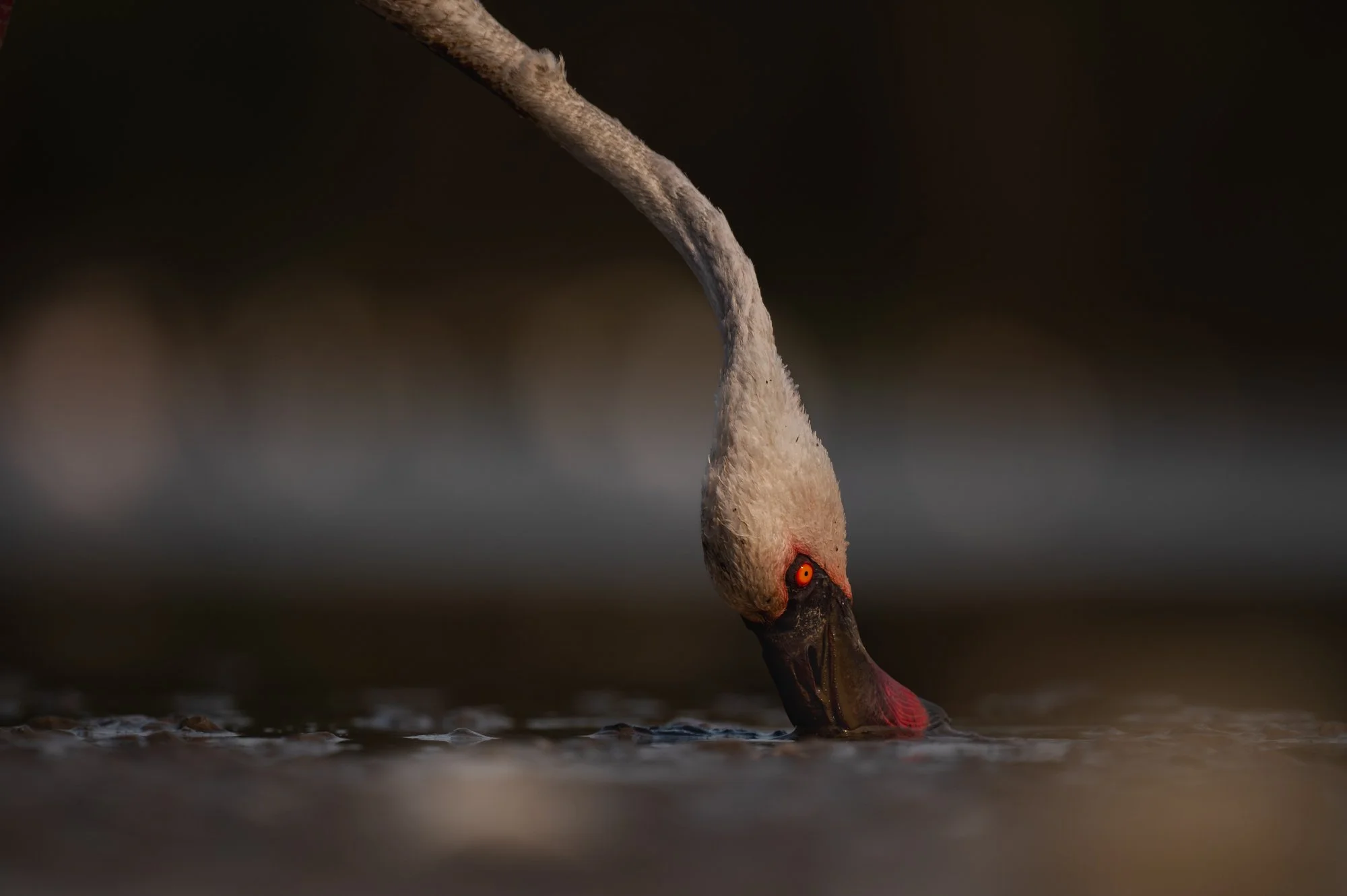 Twisted Flamingo-2280.jpg