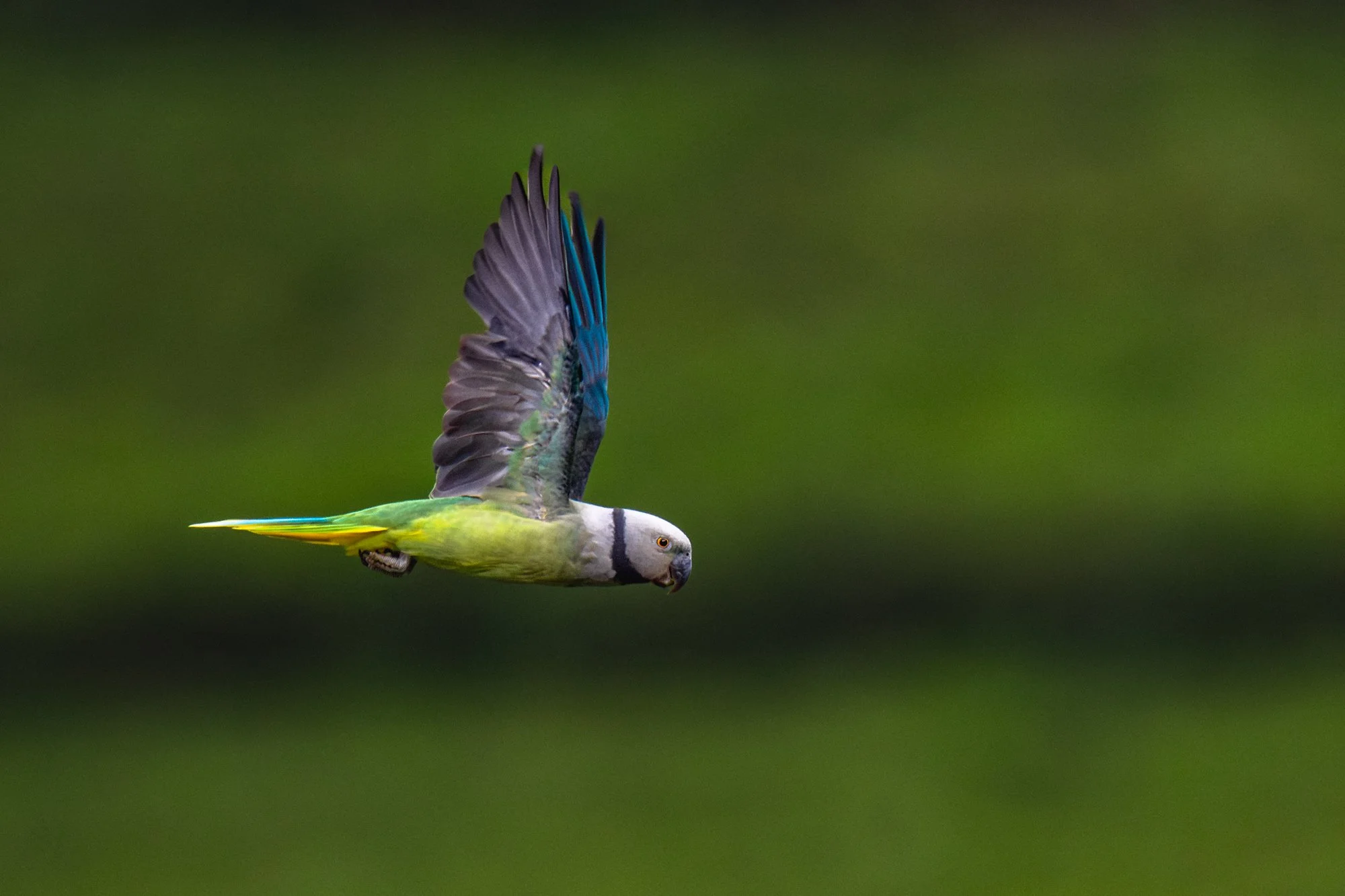 malabar parakeet-7429-.jpg