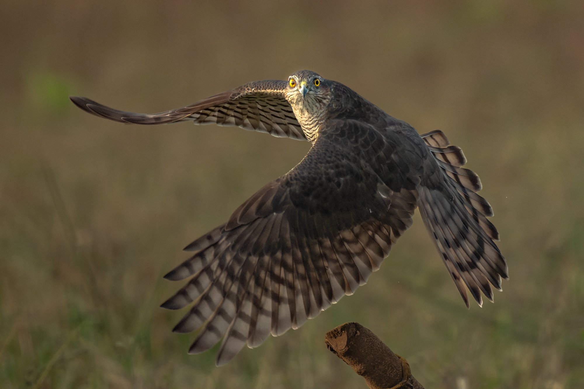 Sparrow hawk-7807-.jpg