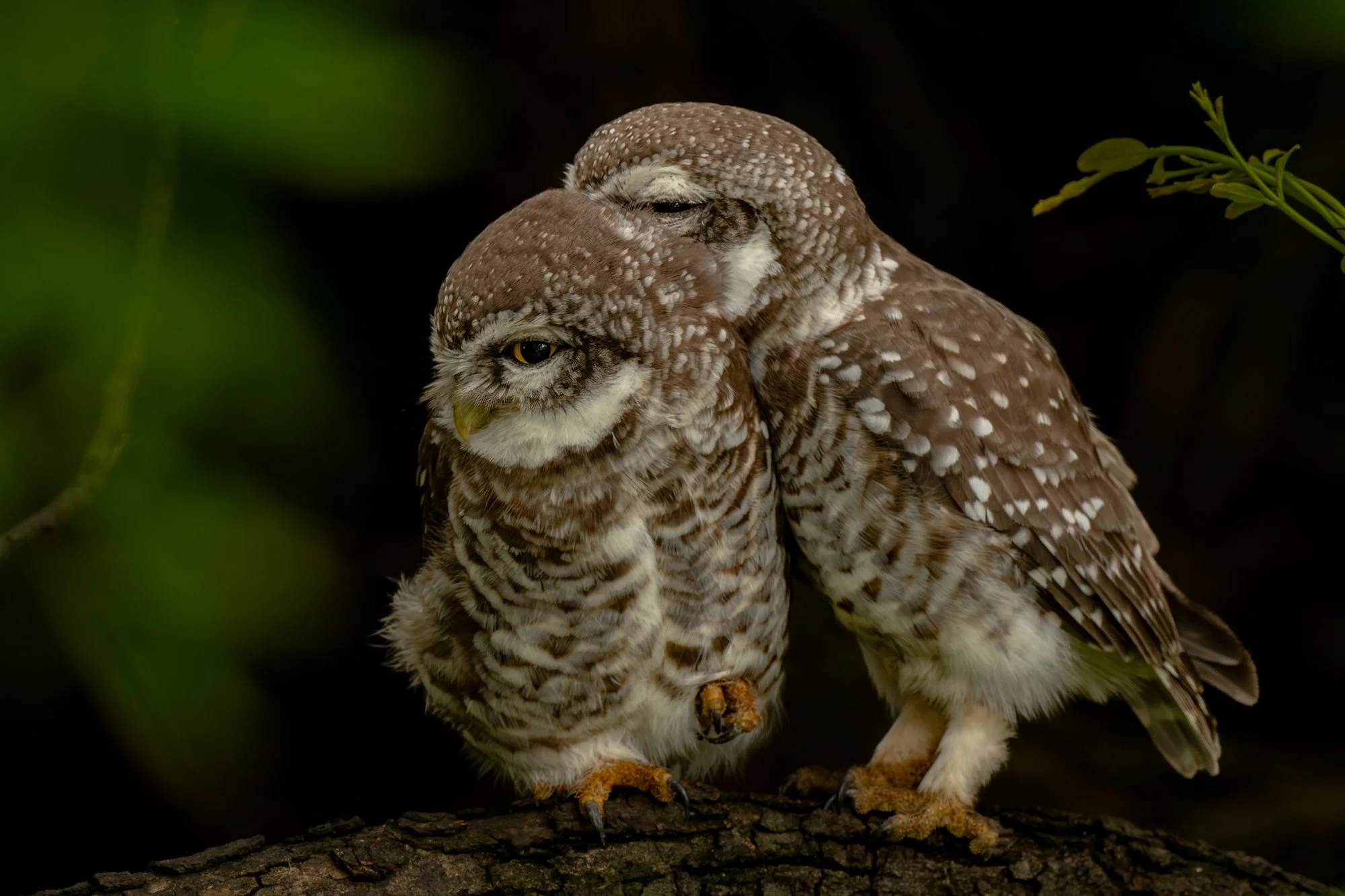 Spotted love-1207-.jpg