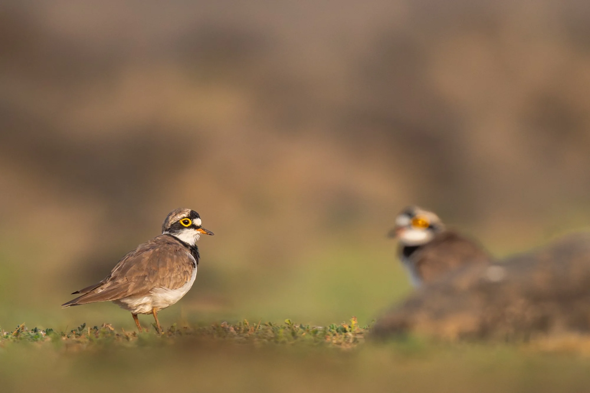 Little Ring Plover-7388-.jpg
