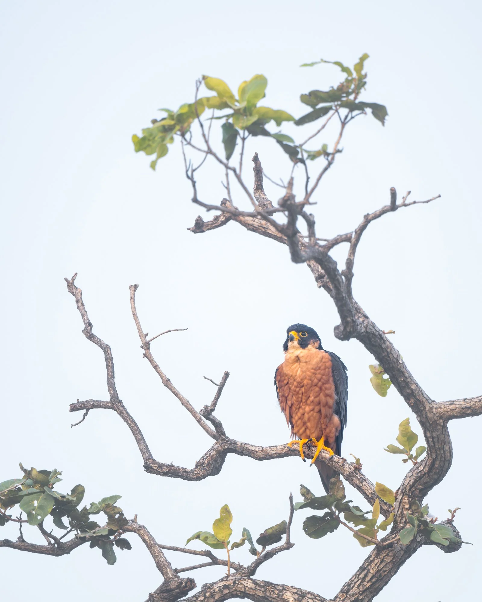 Shaheen Falcon High Key 0692-.jpg
