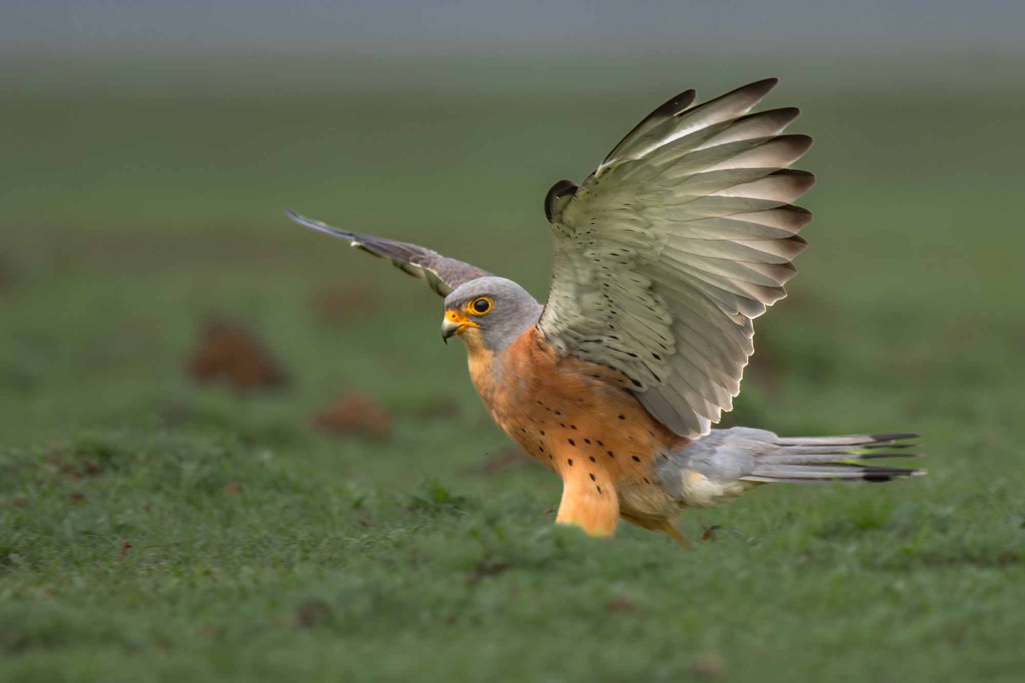 Lesser Male 8361-.jpg