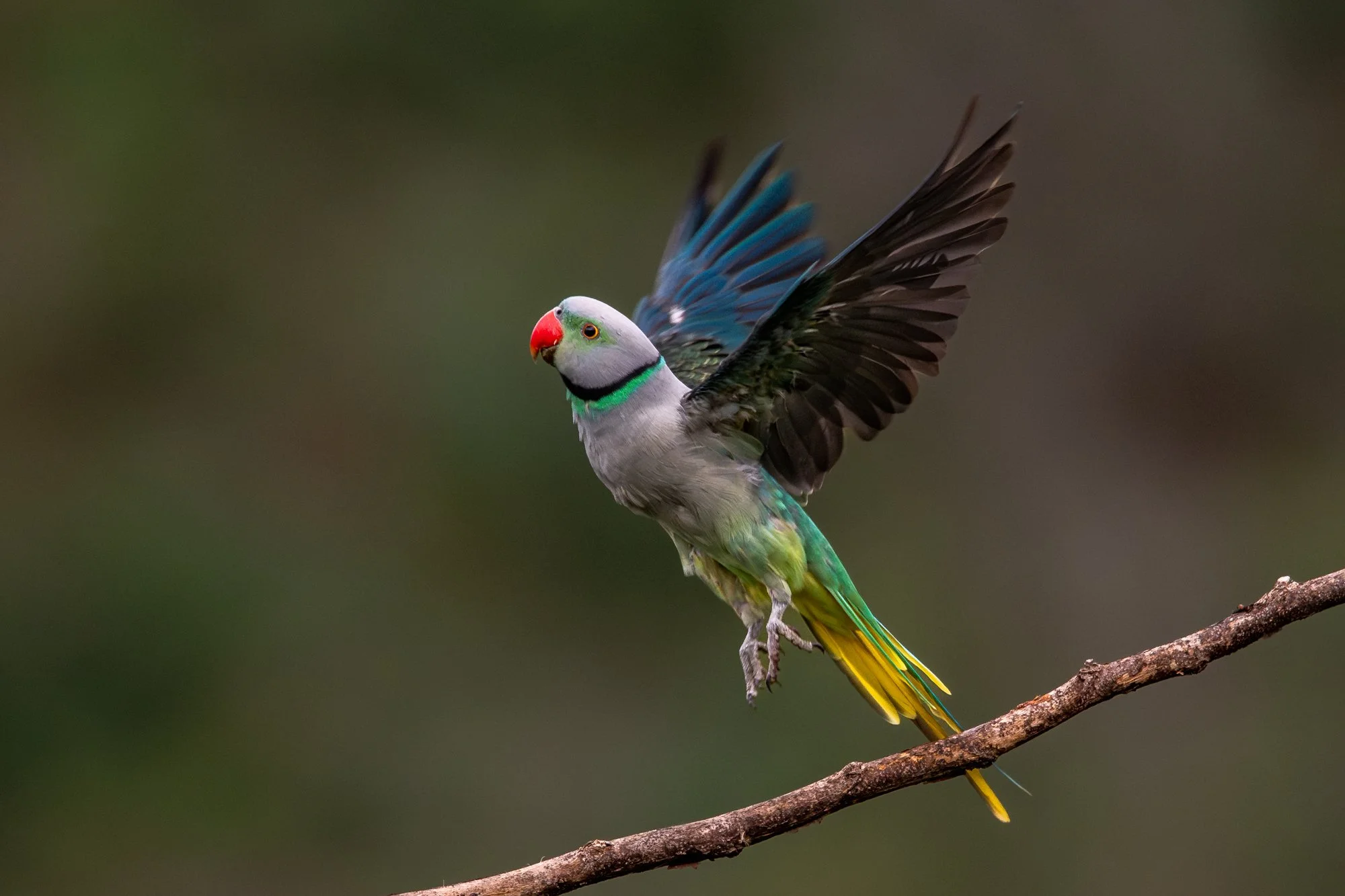 malabar parakeet-7303-.jpg
