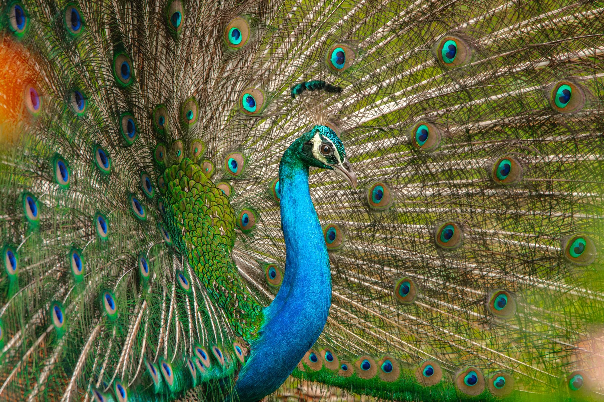 Peacock-8197-.jpg