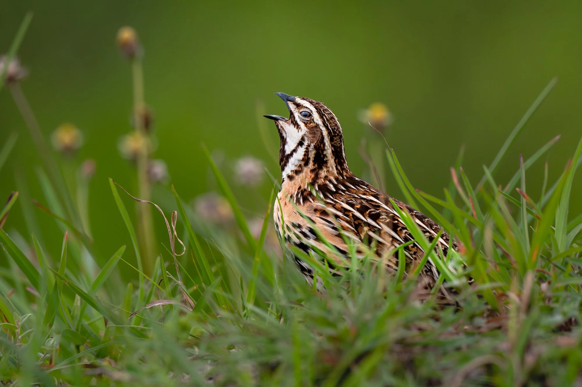 Rain quail - 9704-.jpg