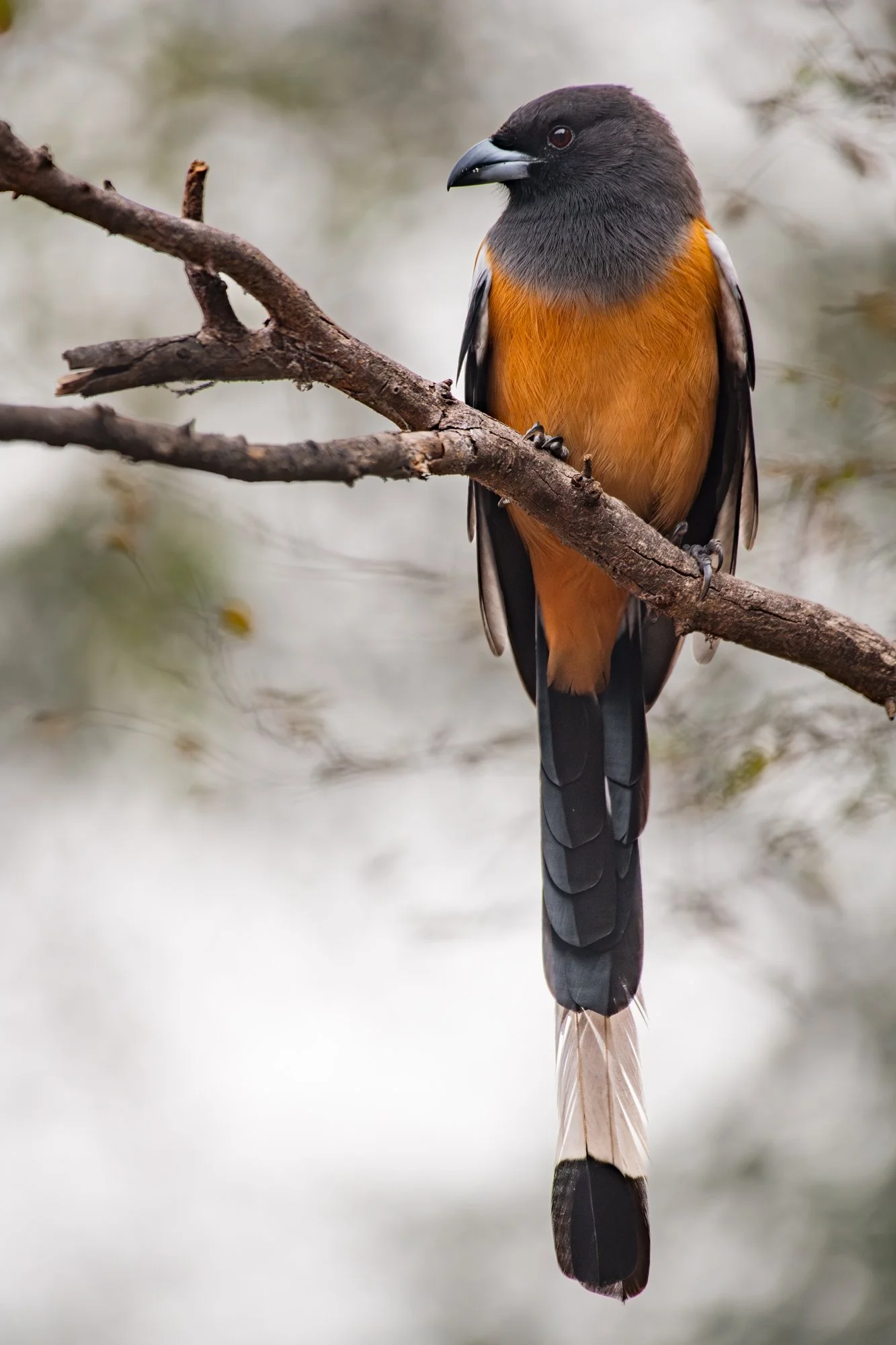 Treepie 57991-.jpg