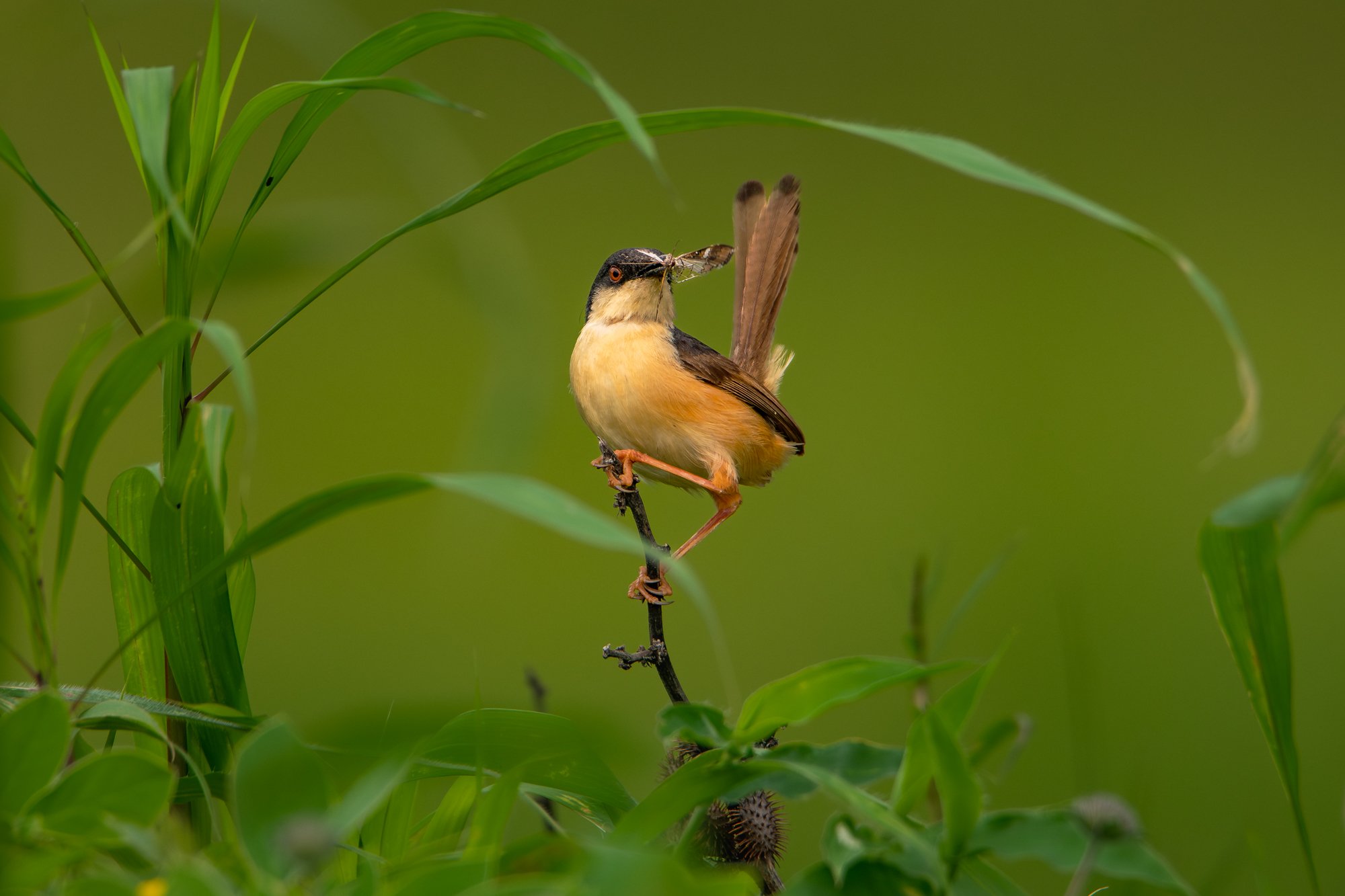 Prinia-9924-.jpg