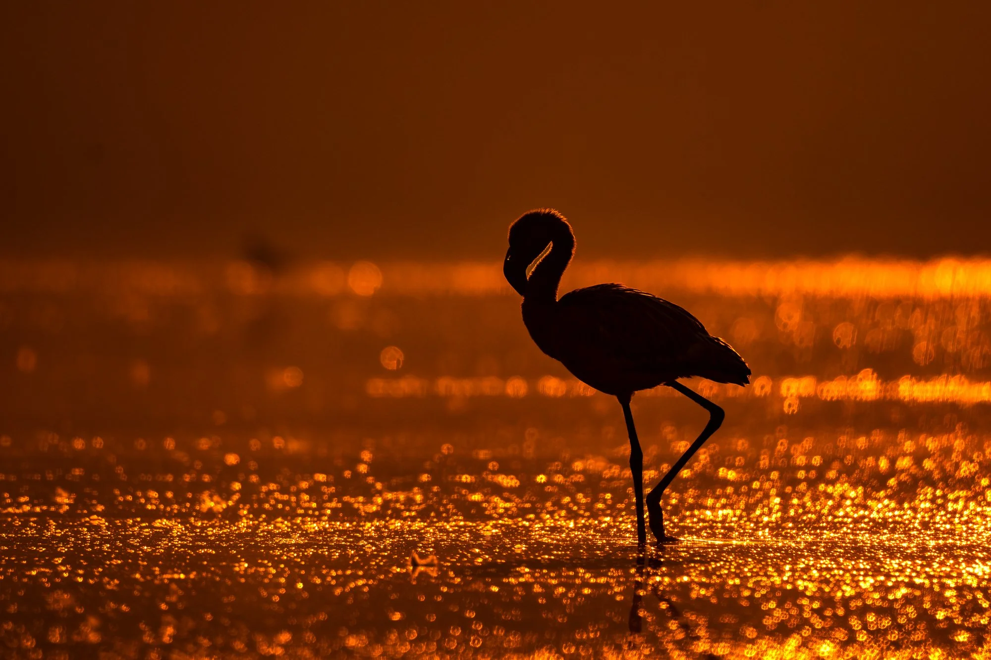 Lesser Flamingo-0041-.jpg