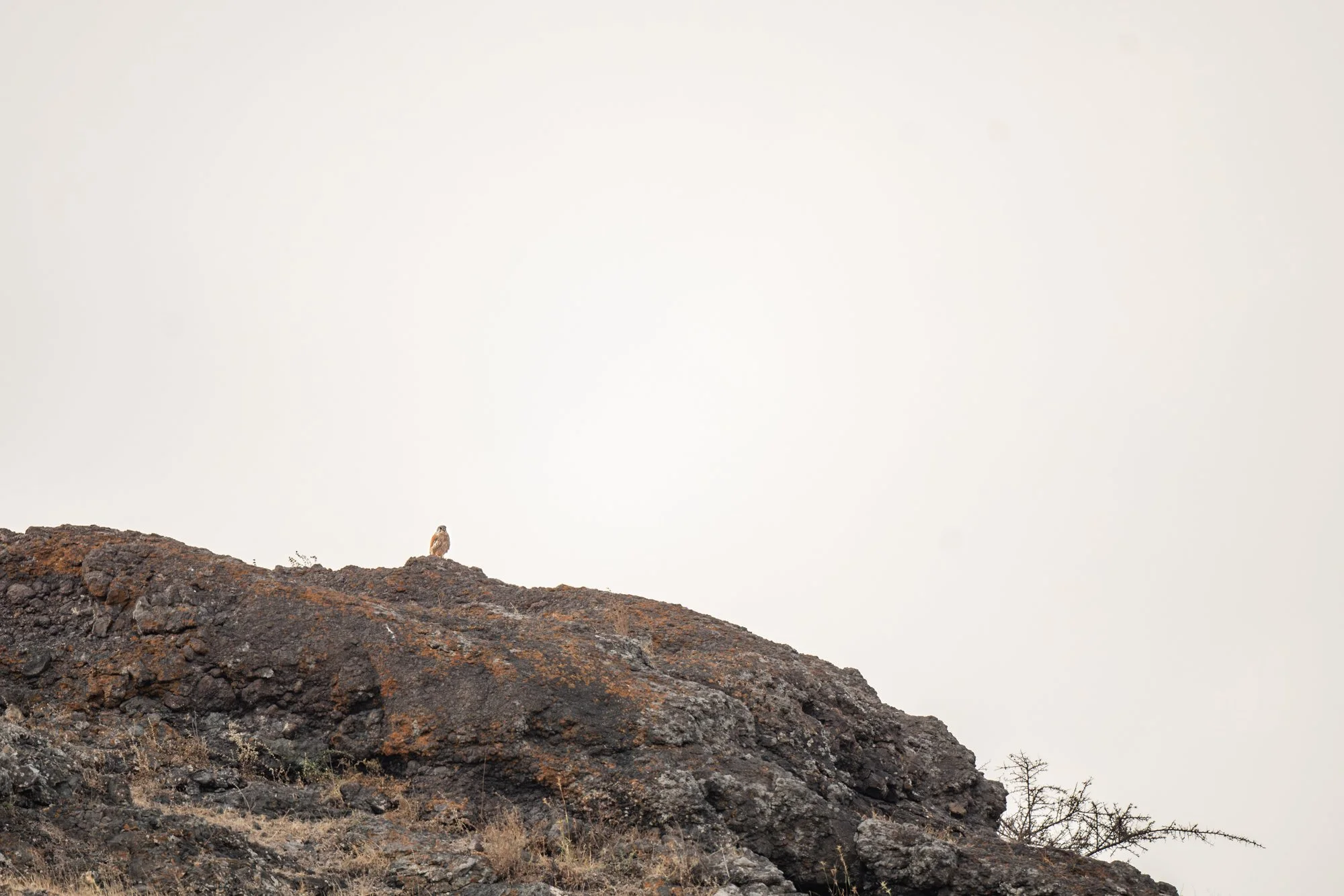 Common Kestrel - 4113-.jpg