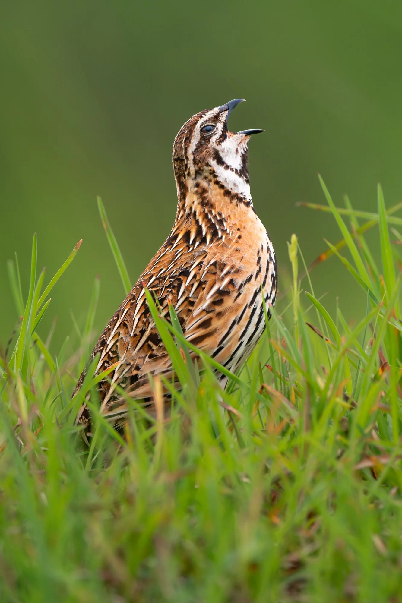 Rain quail-9543-.jpg