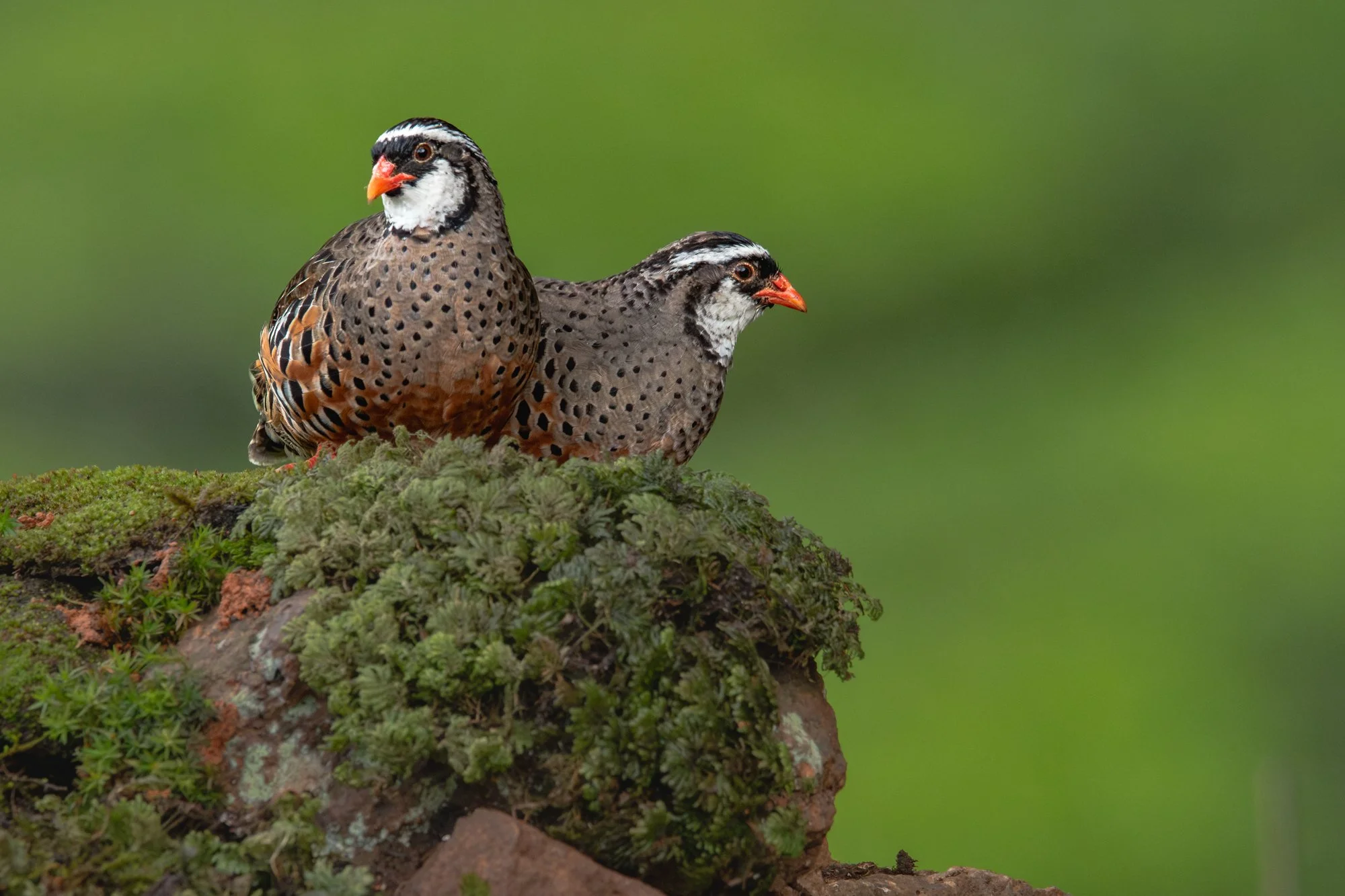 Painted bush quail-5709-.jpg