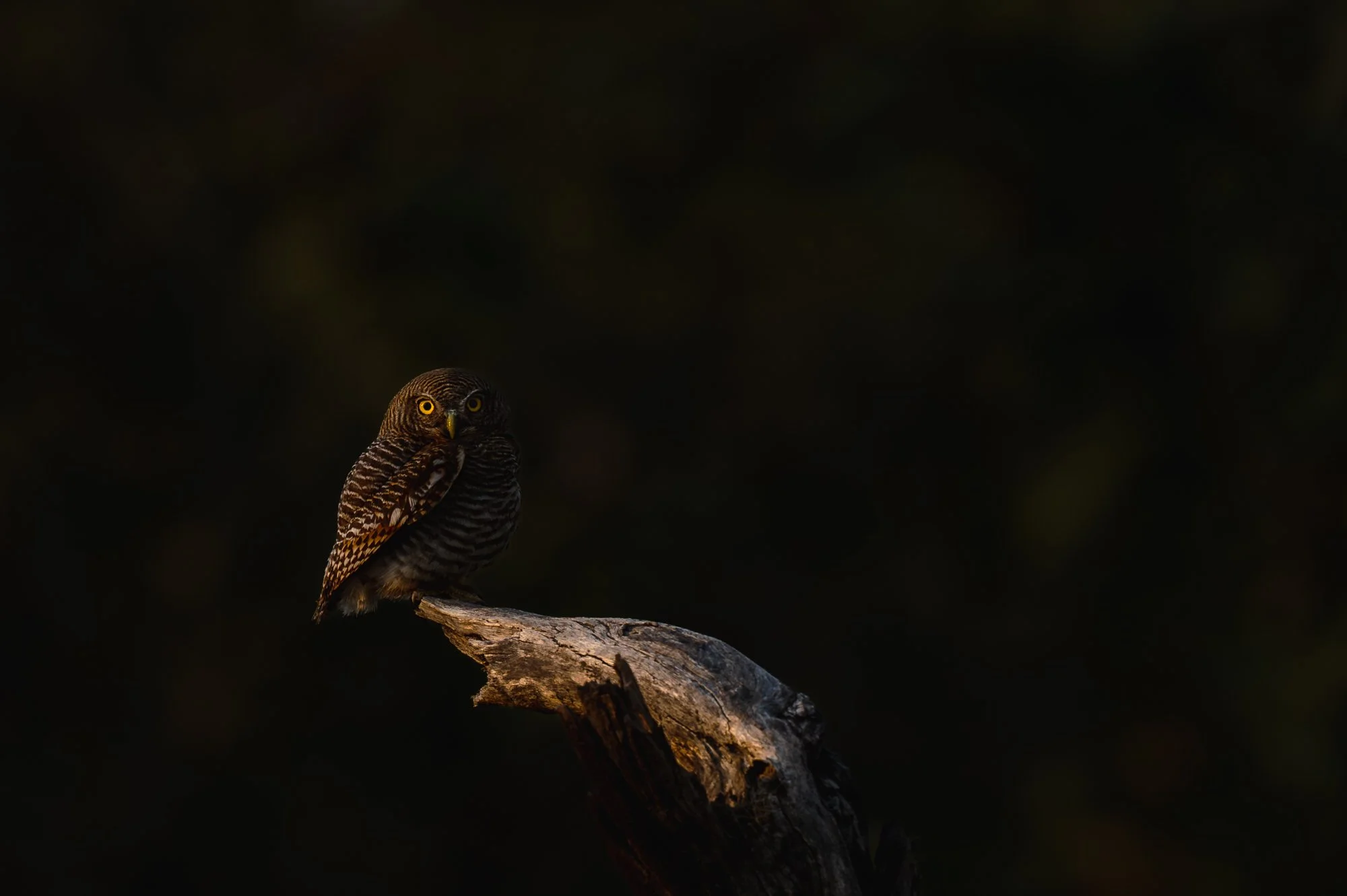 Jungle Owlet-5431-.jpg