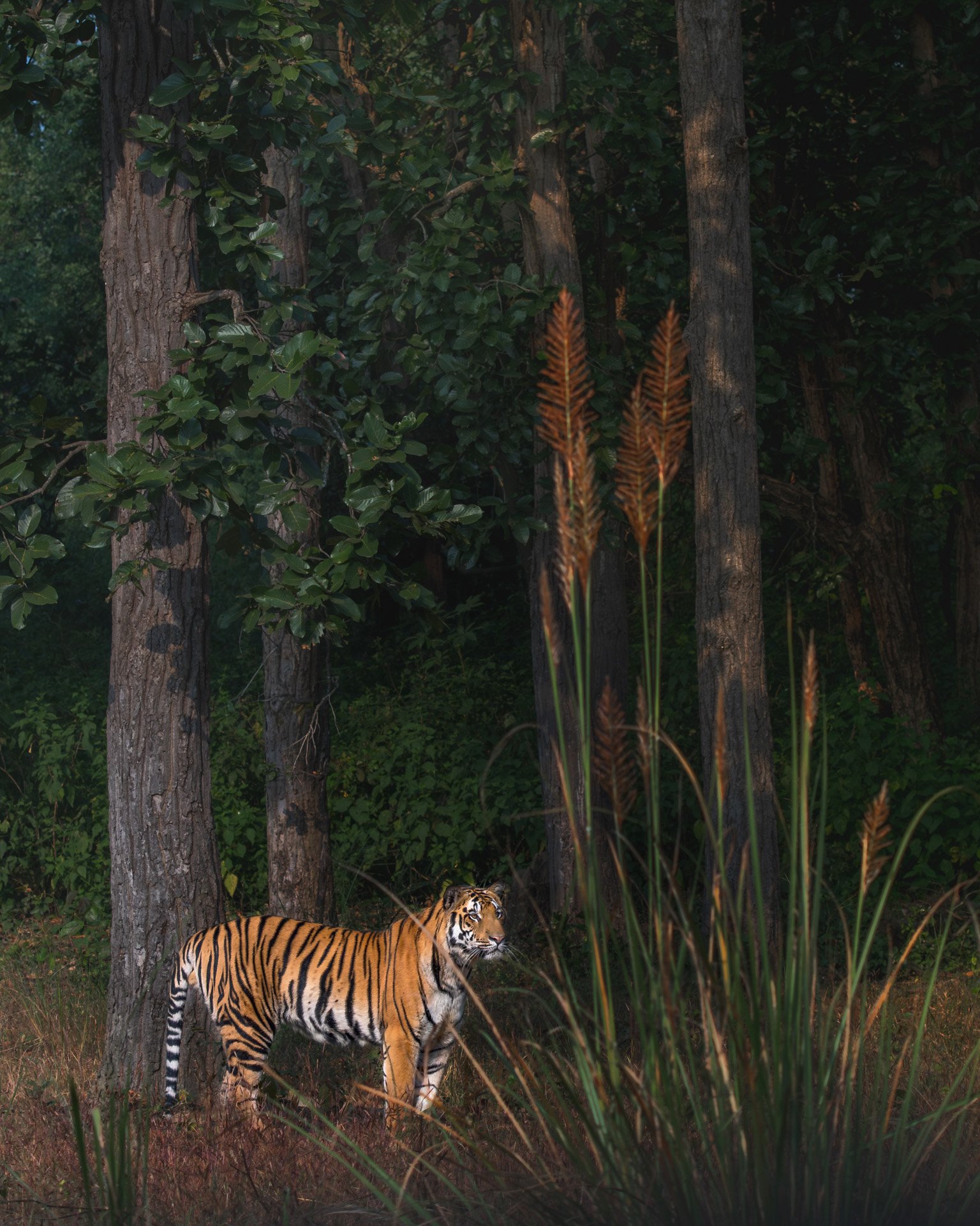 Tiger frame-3892-.jpg