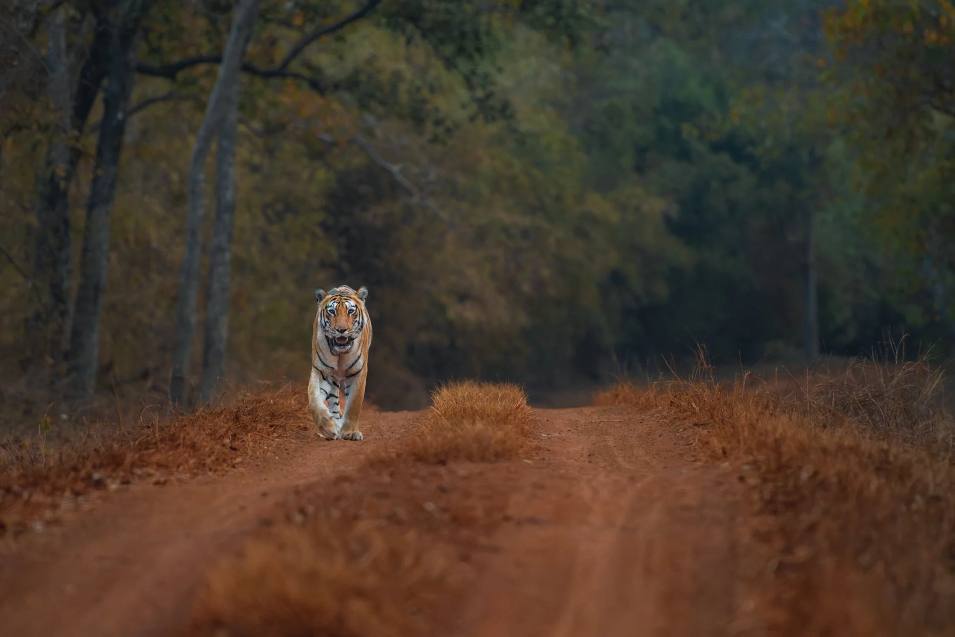 Choti tara 1641-.jpg