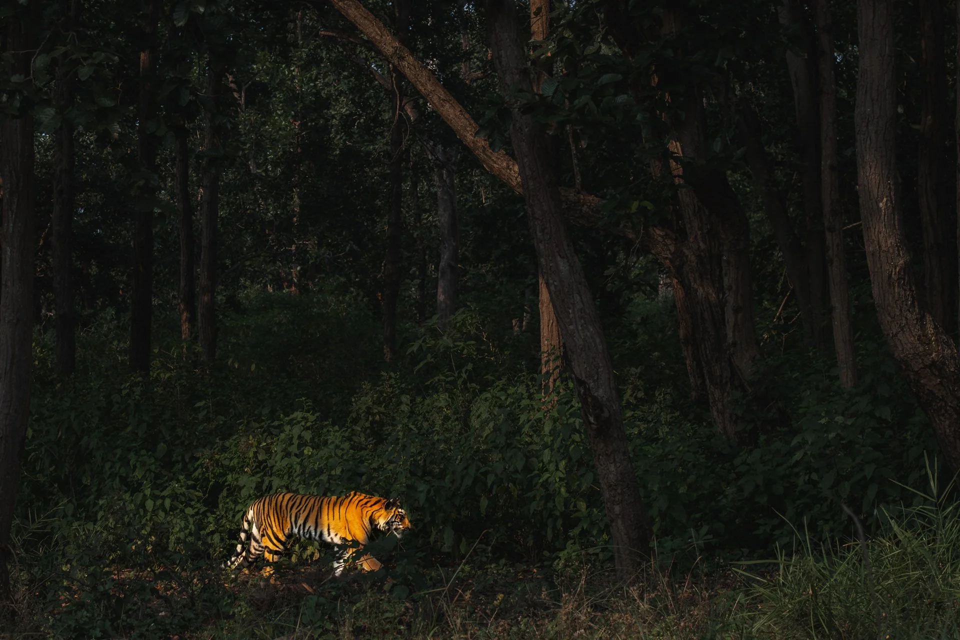 Tiger frame-4043-.jpg