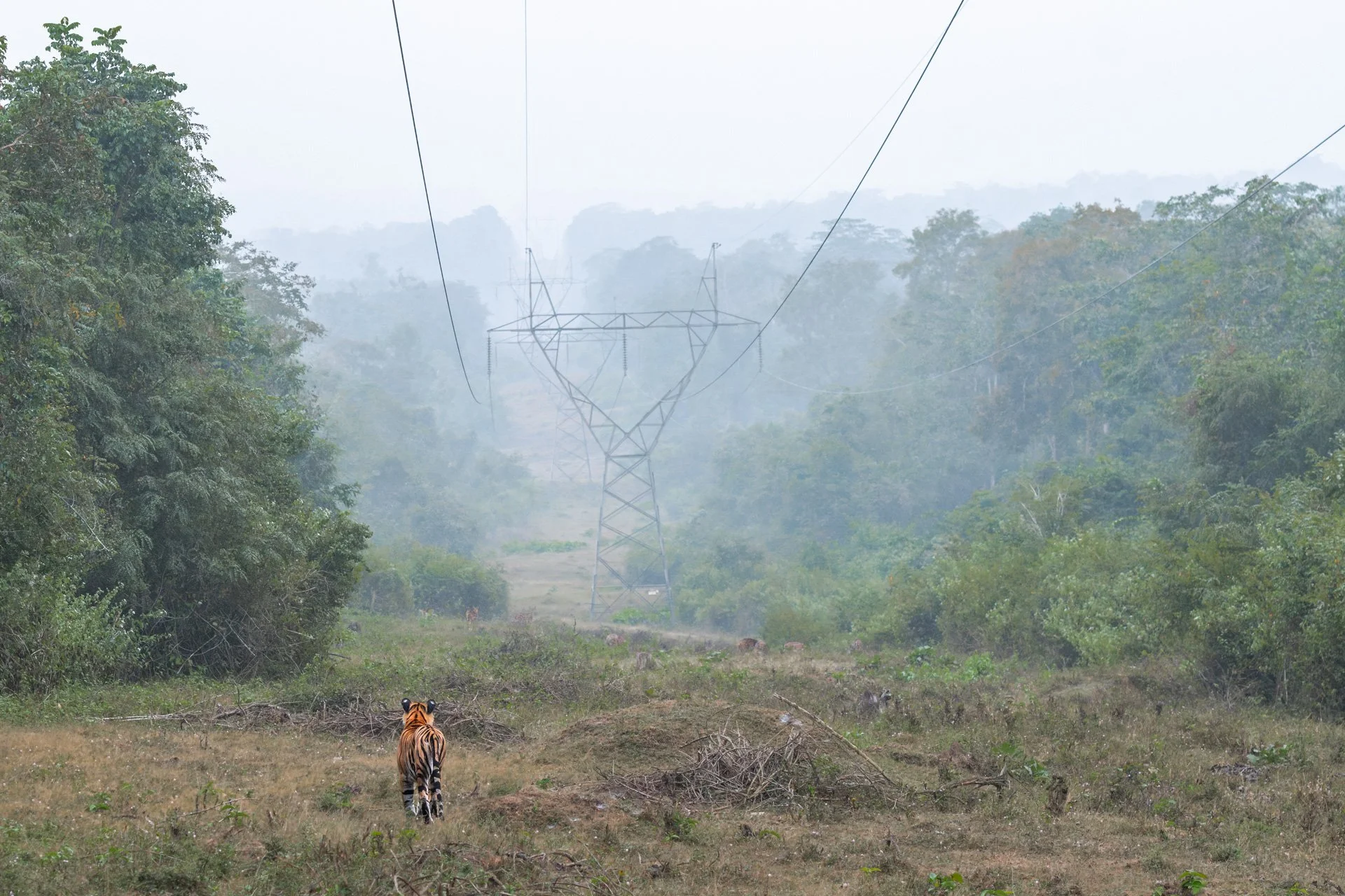 Tiger frame 5220-.jpg