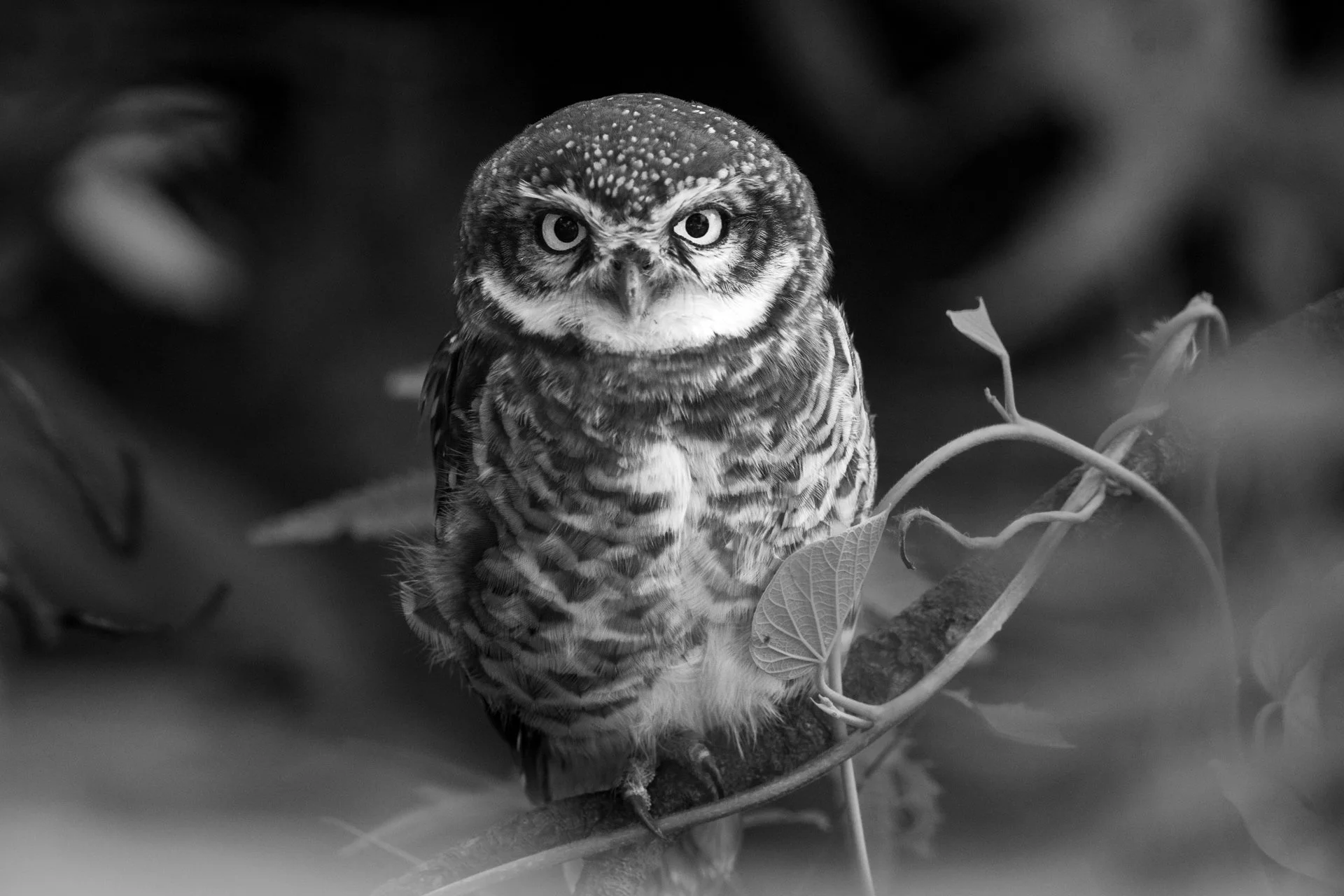 Owlet-1023.jpg