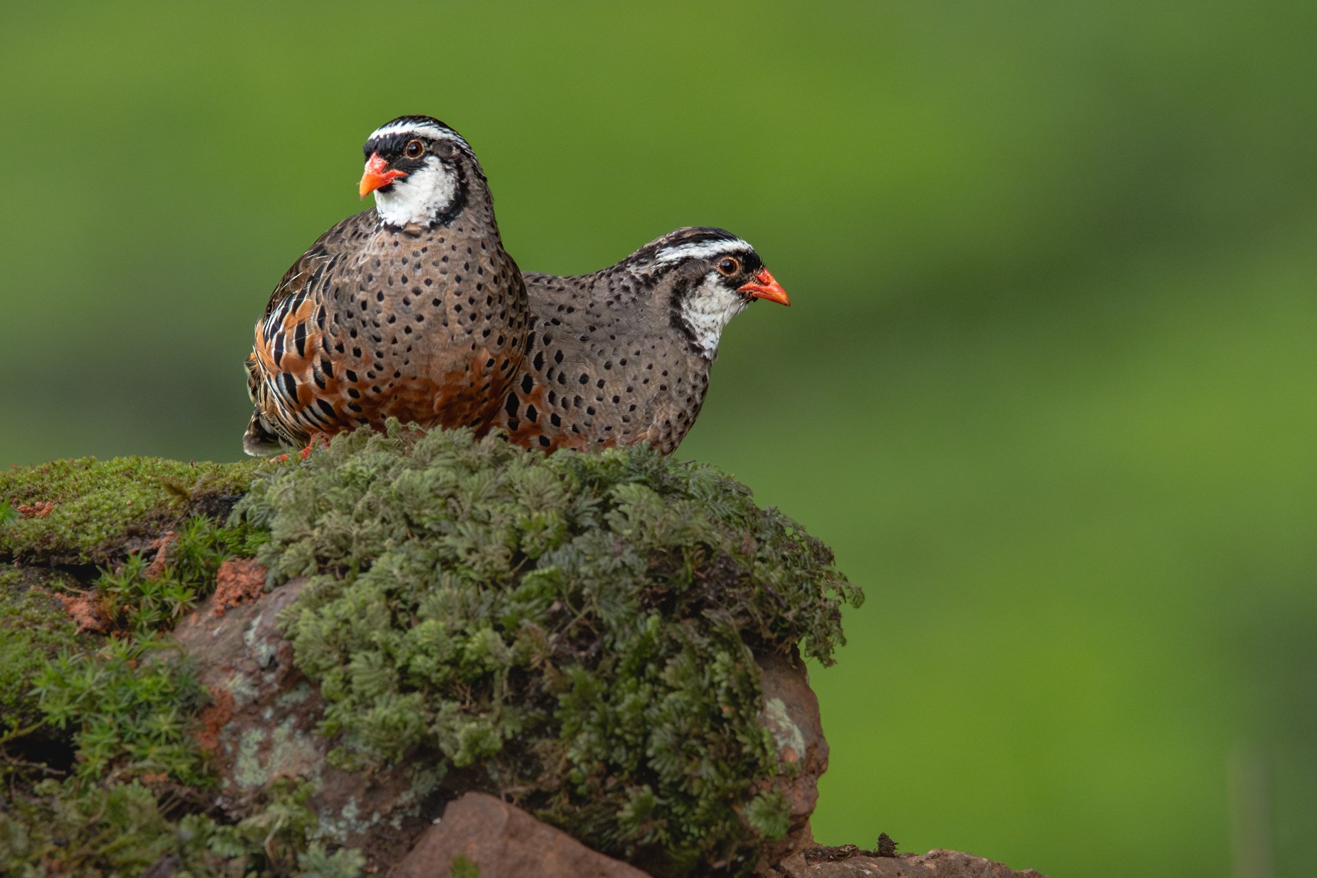 Painted bush quail-.jpg