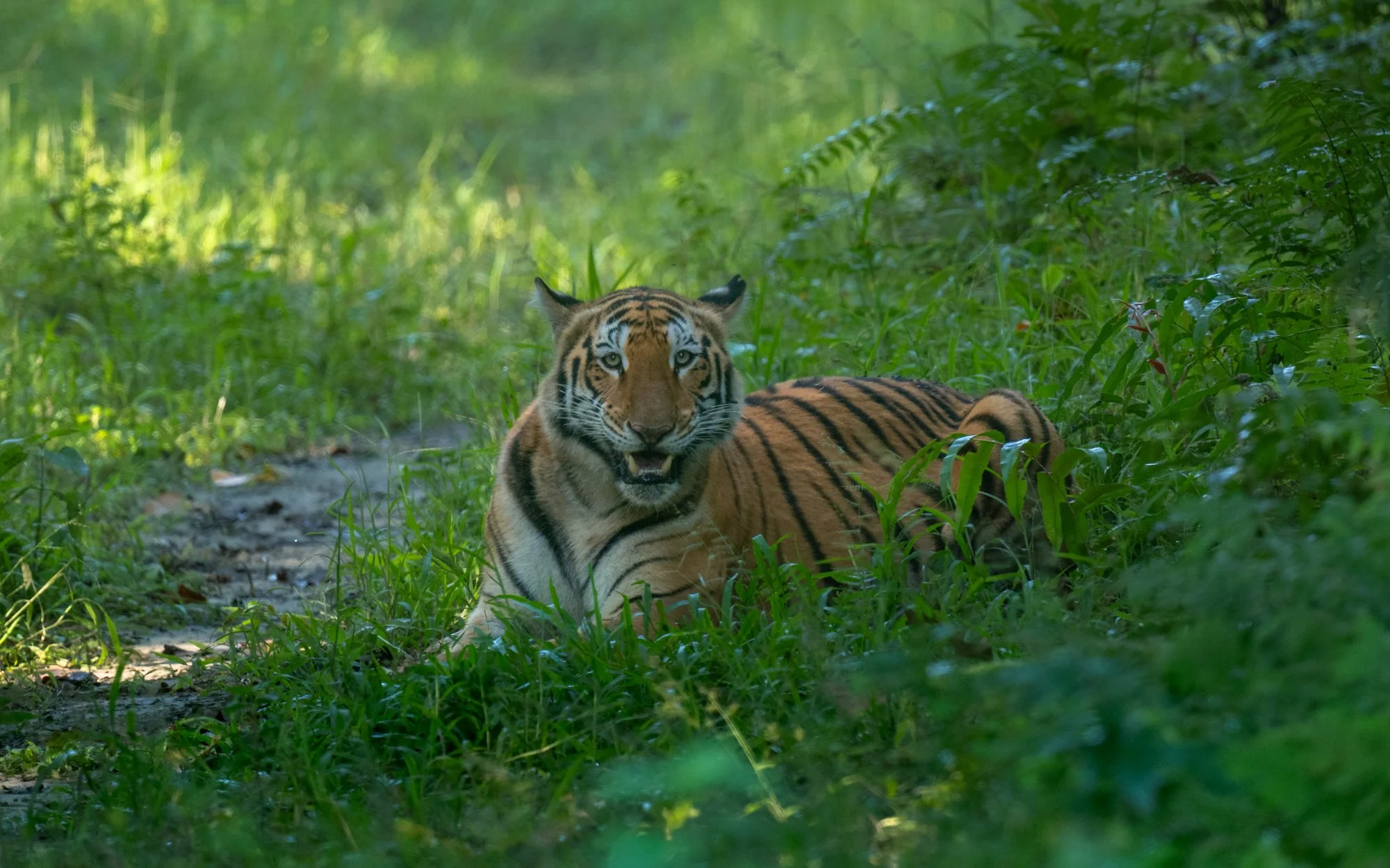 Spotting Tiger in Kaziranga