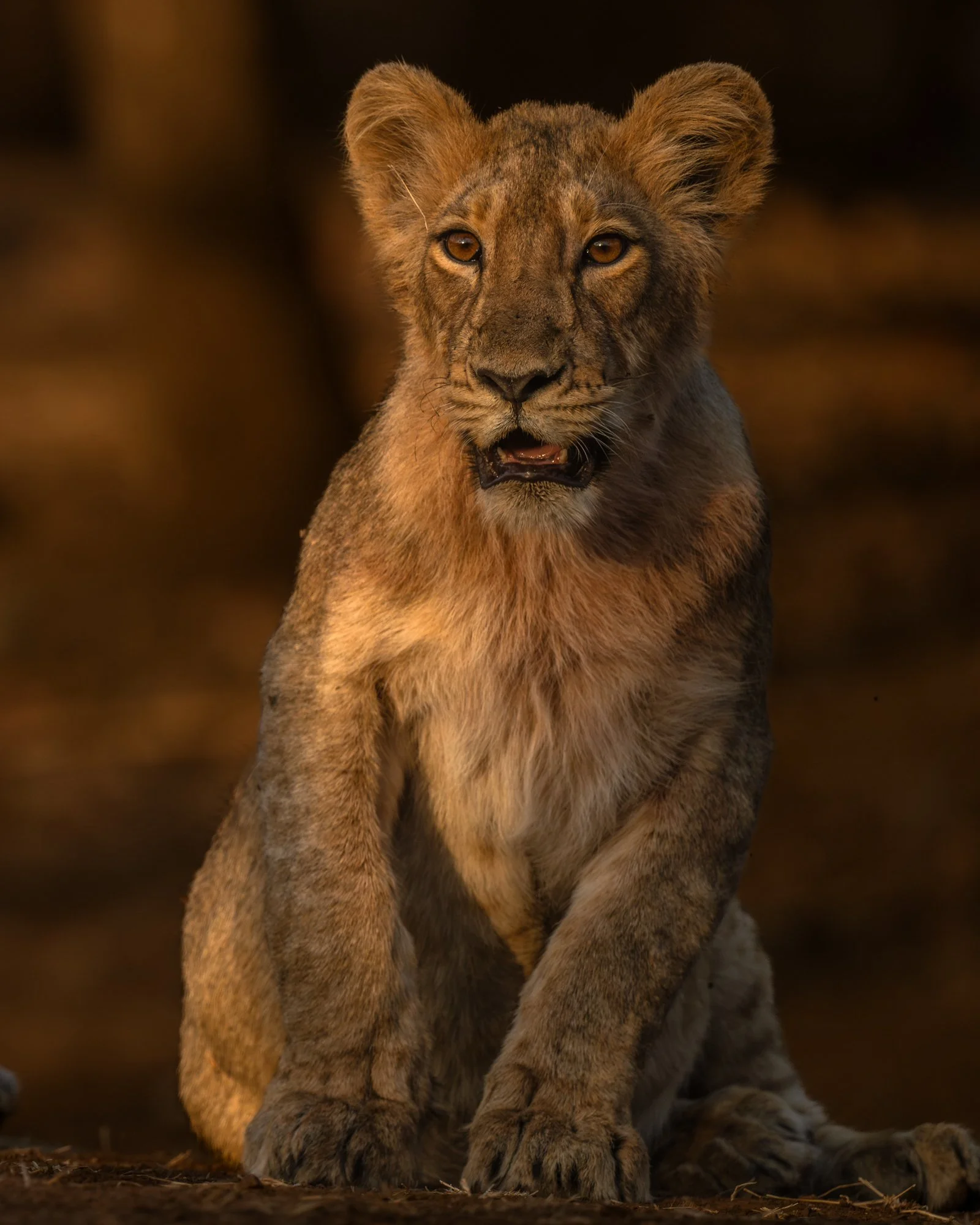 Lion cub--2.jpg