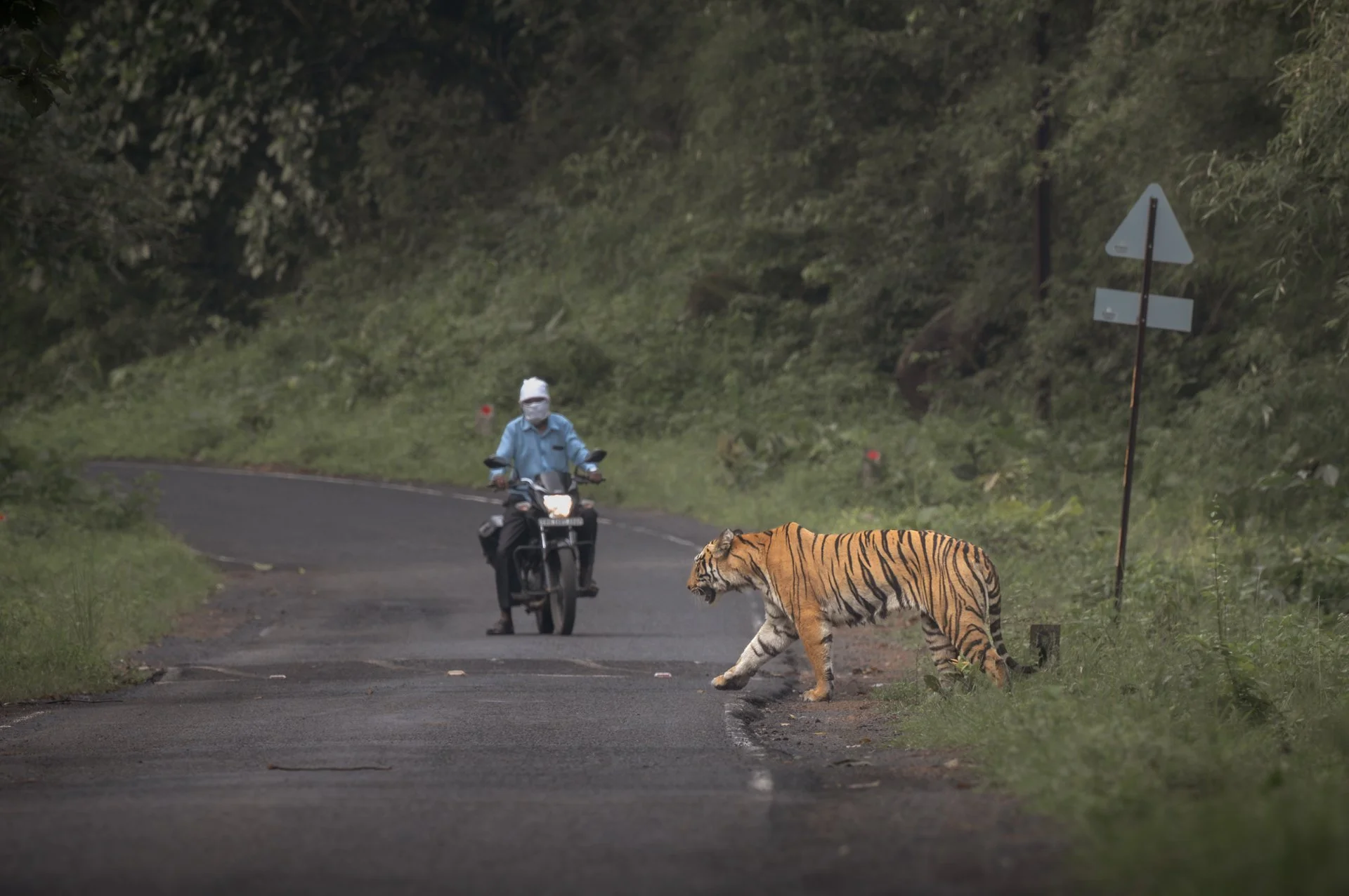The Shared Pathways | TAdoba, A place where people and Tigers live in Harmony