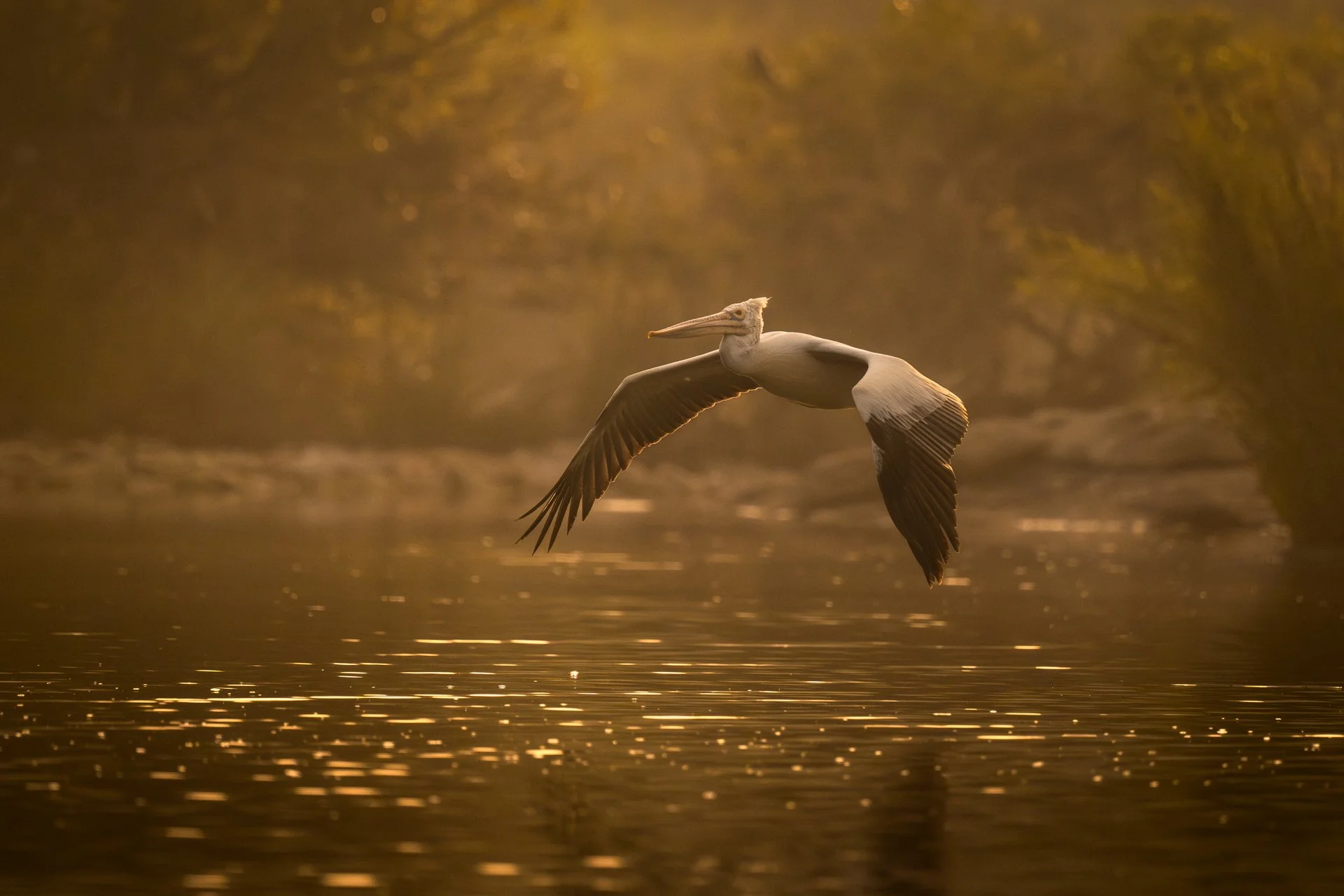 The Morning Raga | Dance and Flight in the First Light