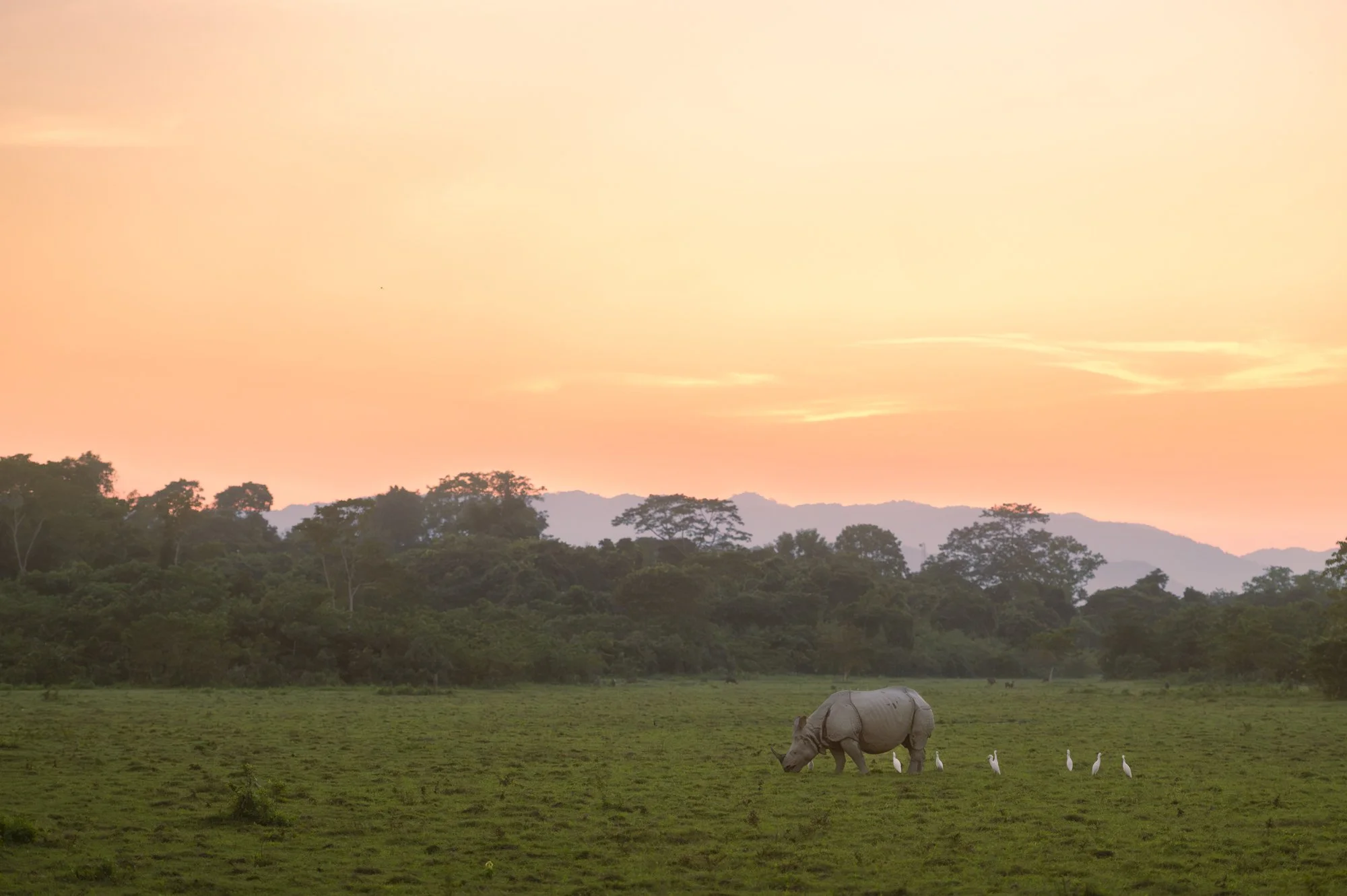 One Horned Rhino scape Kaziranga 8855-.jpg