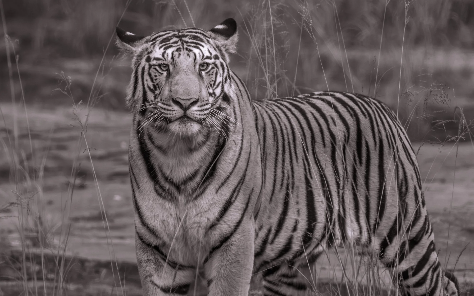 P652 cub 8229 BW-.jpg