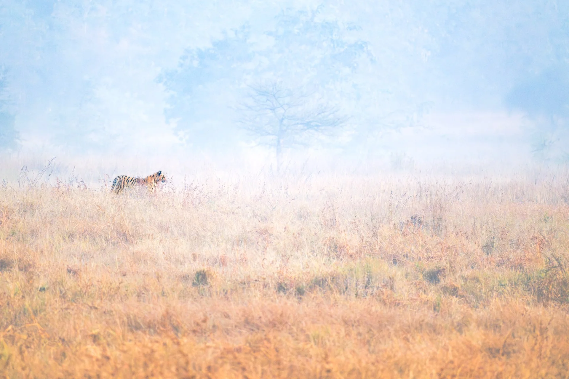 Tiger in Mist 3909-.jpg