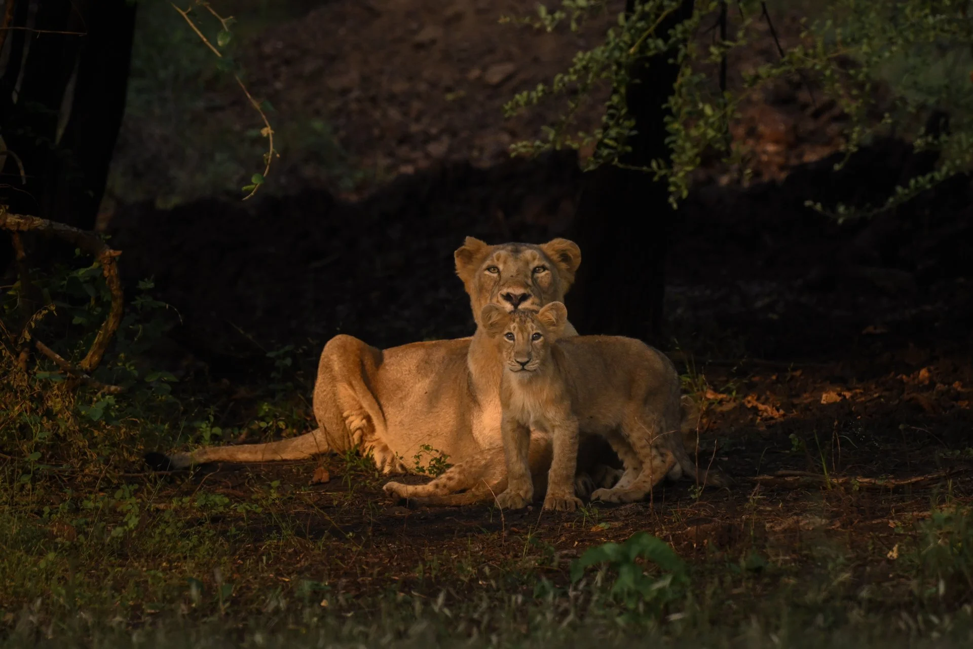 Lioness and cub-5613.jpg