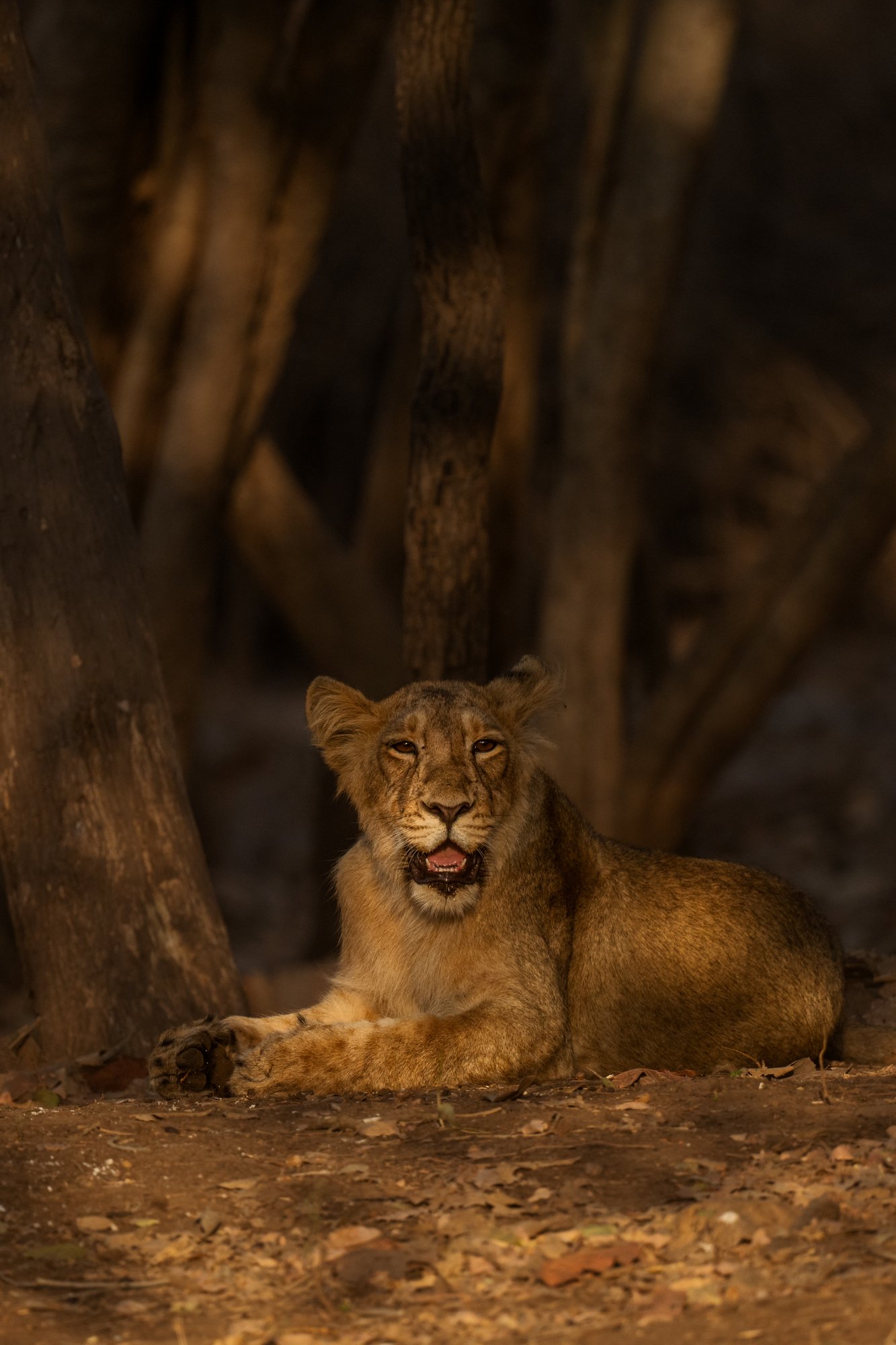 cub-0276.jpg