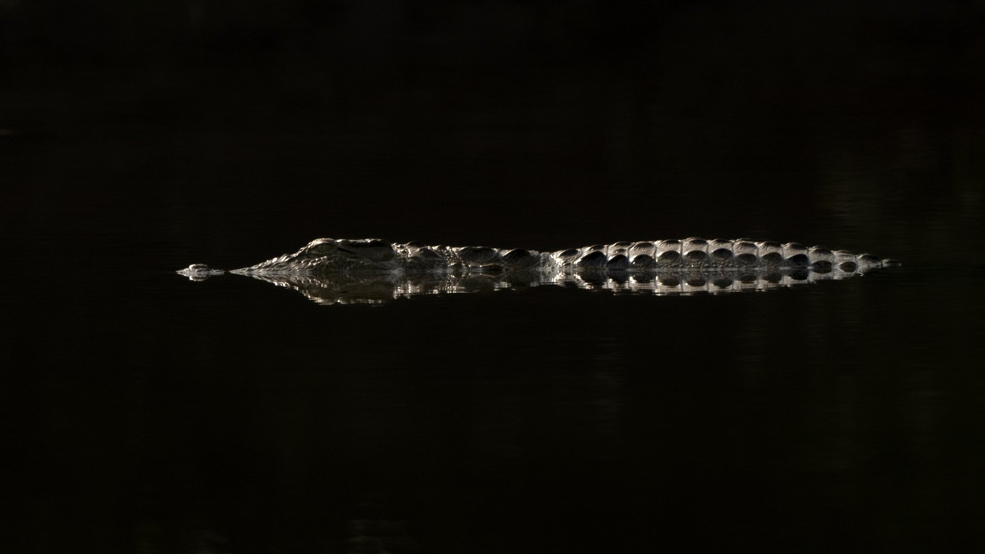 Crocodile Gir-7463.jpg