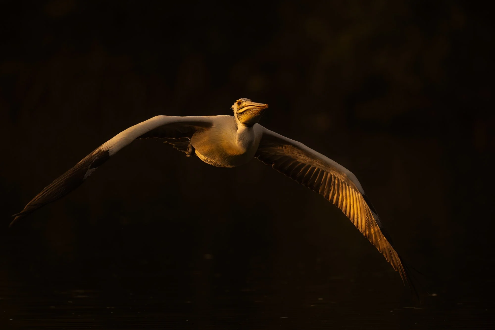 Pelican-0844.jpg