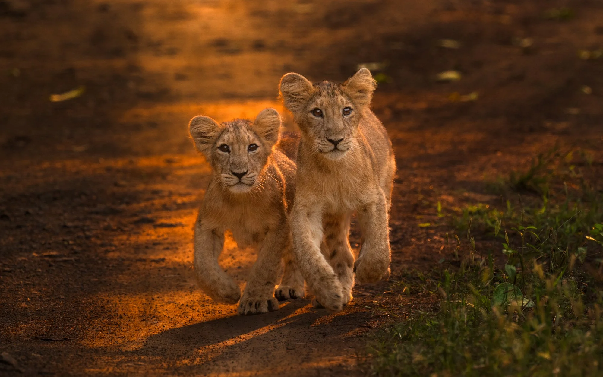 Lion cubs-4201.jpg