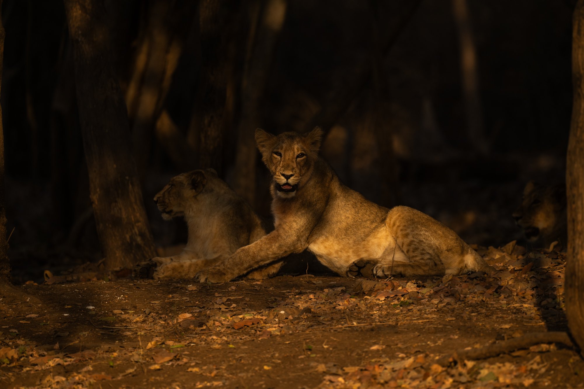 Lion in Light -0243.jpg