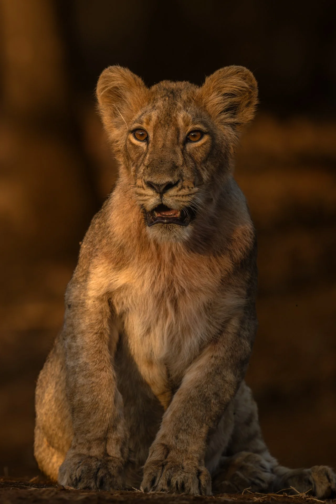 Lion cub-0847-.jpg