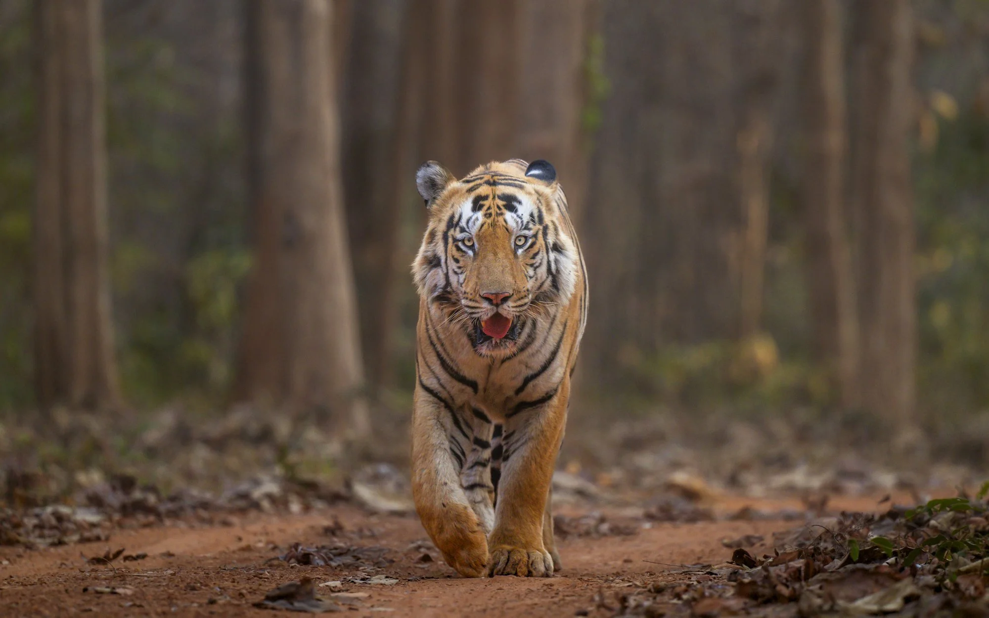 Tiger Headon Tadoba-1235.jpg