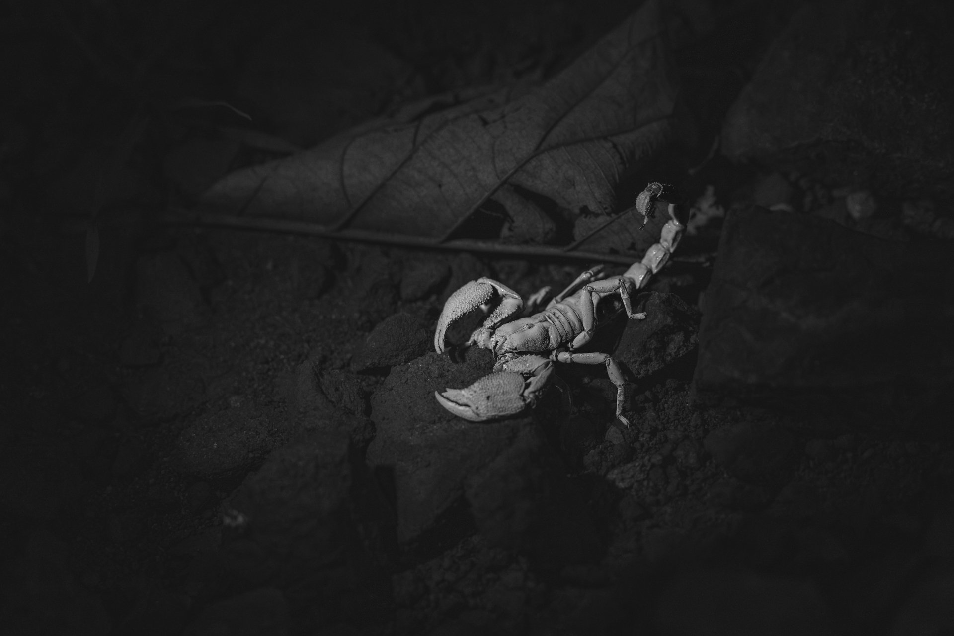 Scorpian BW 2819-.jpg