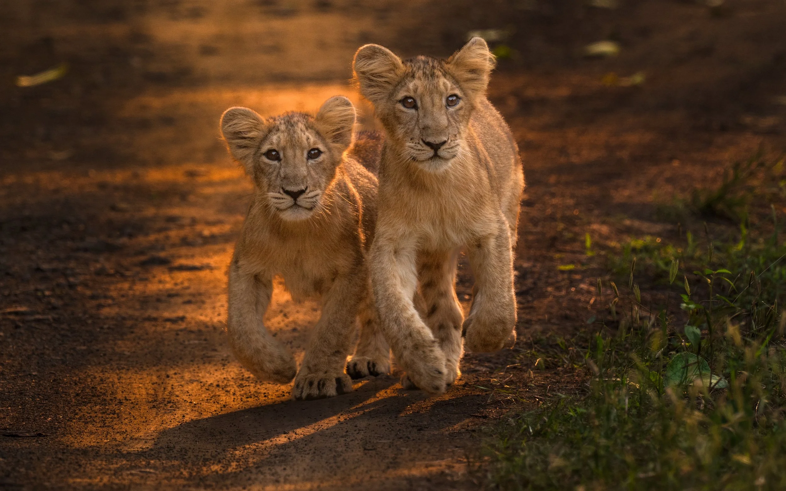Lion cubs-4201.jpg