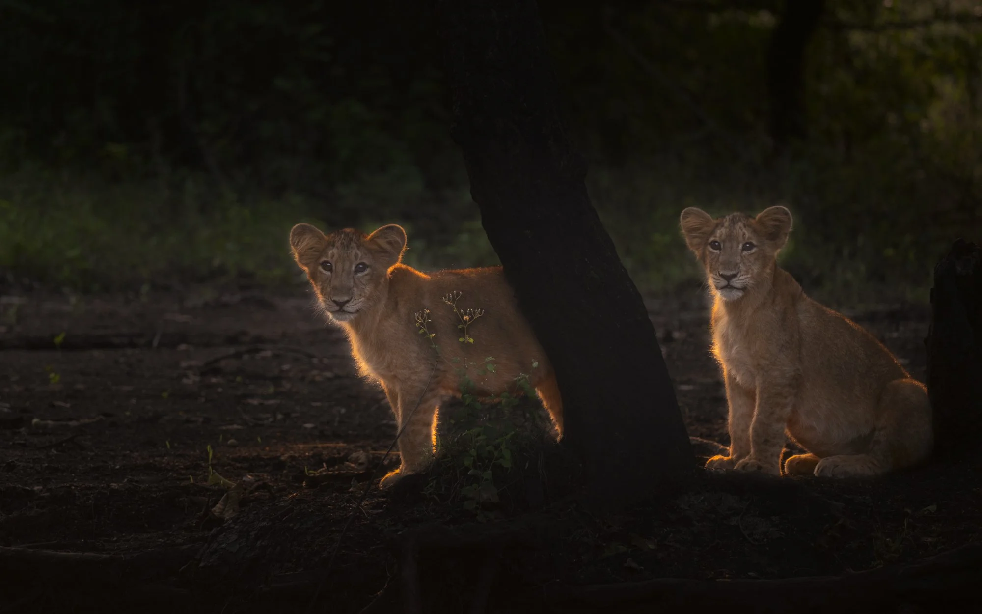 Lion cubs Gir-4093.jpg