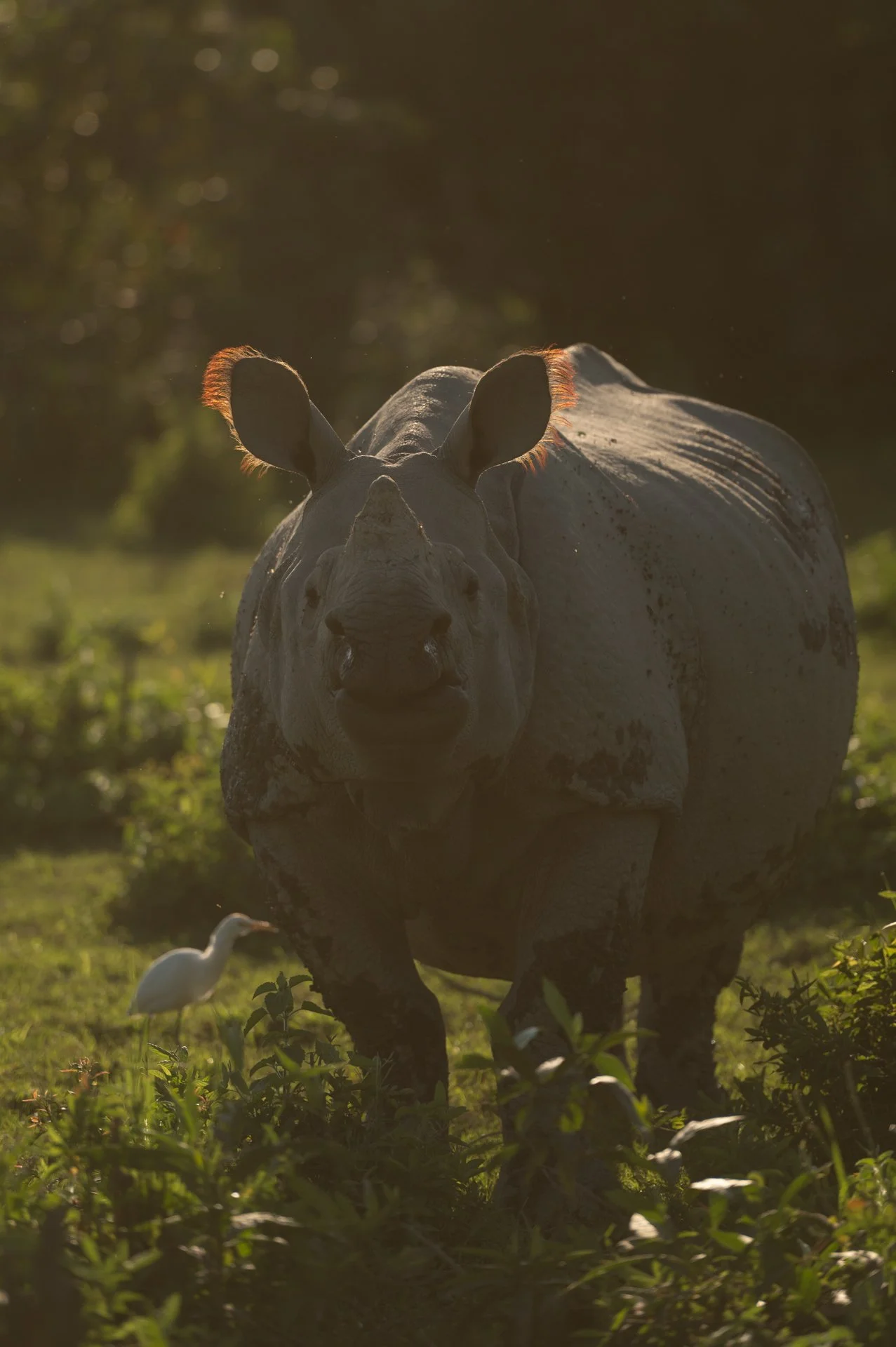 Tiger Kaziranga 8306-1.jpg